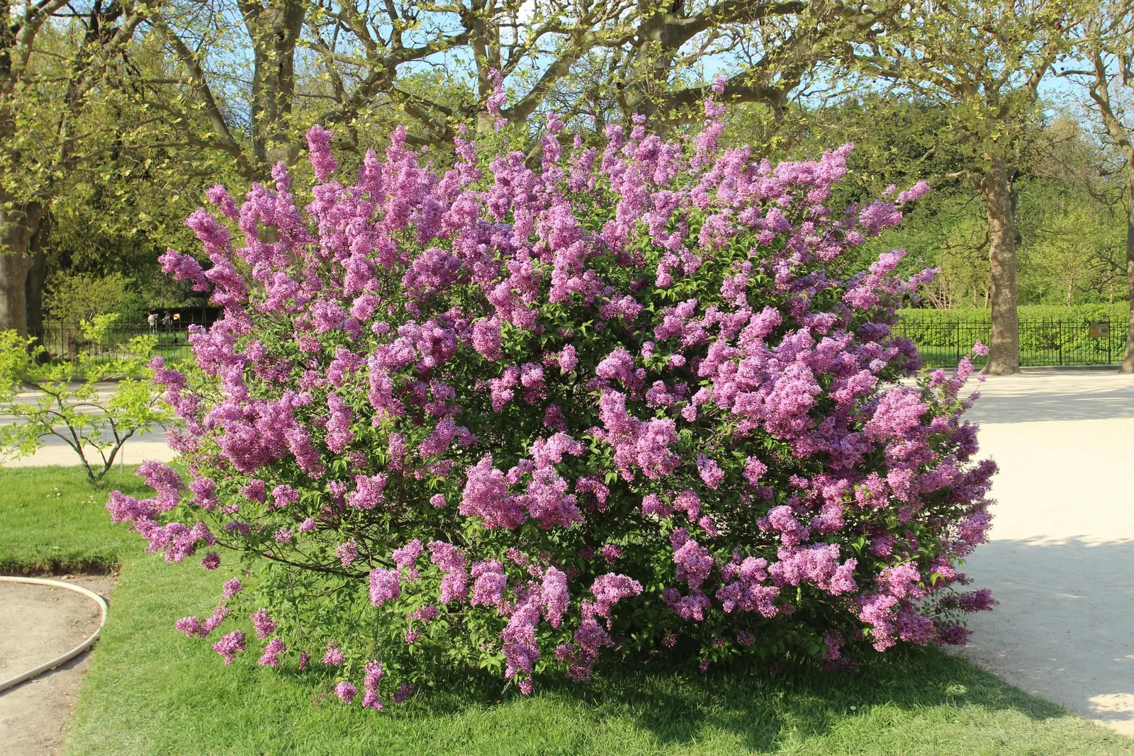 Chinese Lilac (Syringa X Chinensis) — This cold-hardy, sun-loving plant prefers well-drained, neutral to alkaline soil; fertile soil with a pH that is slightly