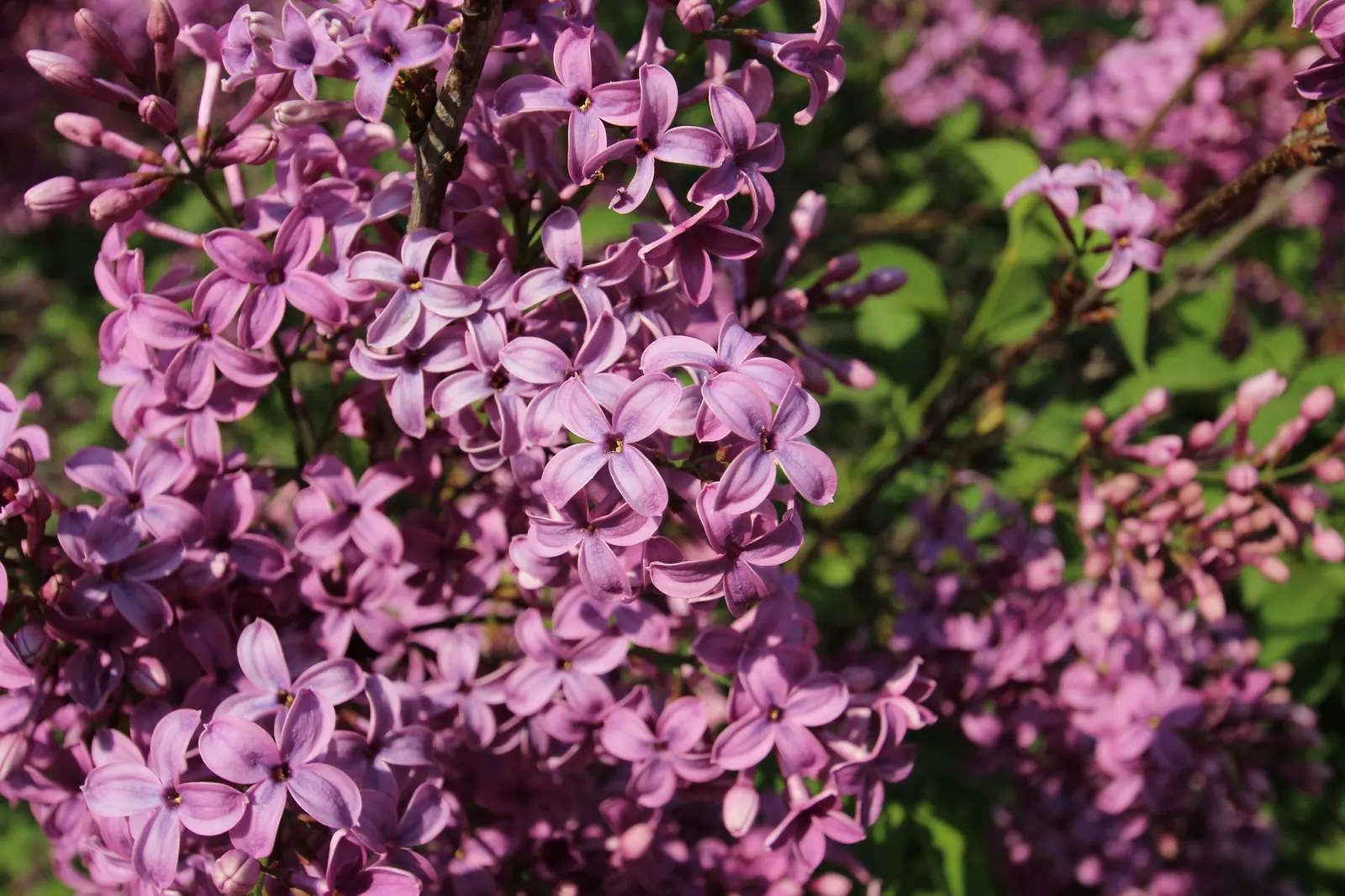Chinese Lilac (Syringa X Chinensis) — enhancing any landscape design; providing a verdant backdrop for its floral display