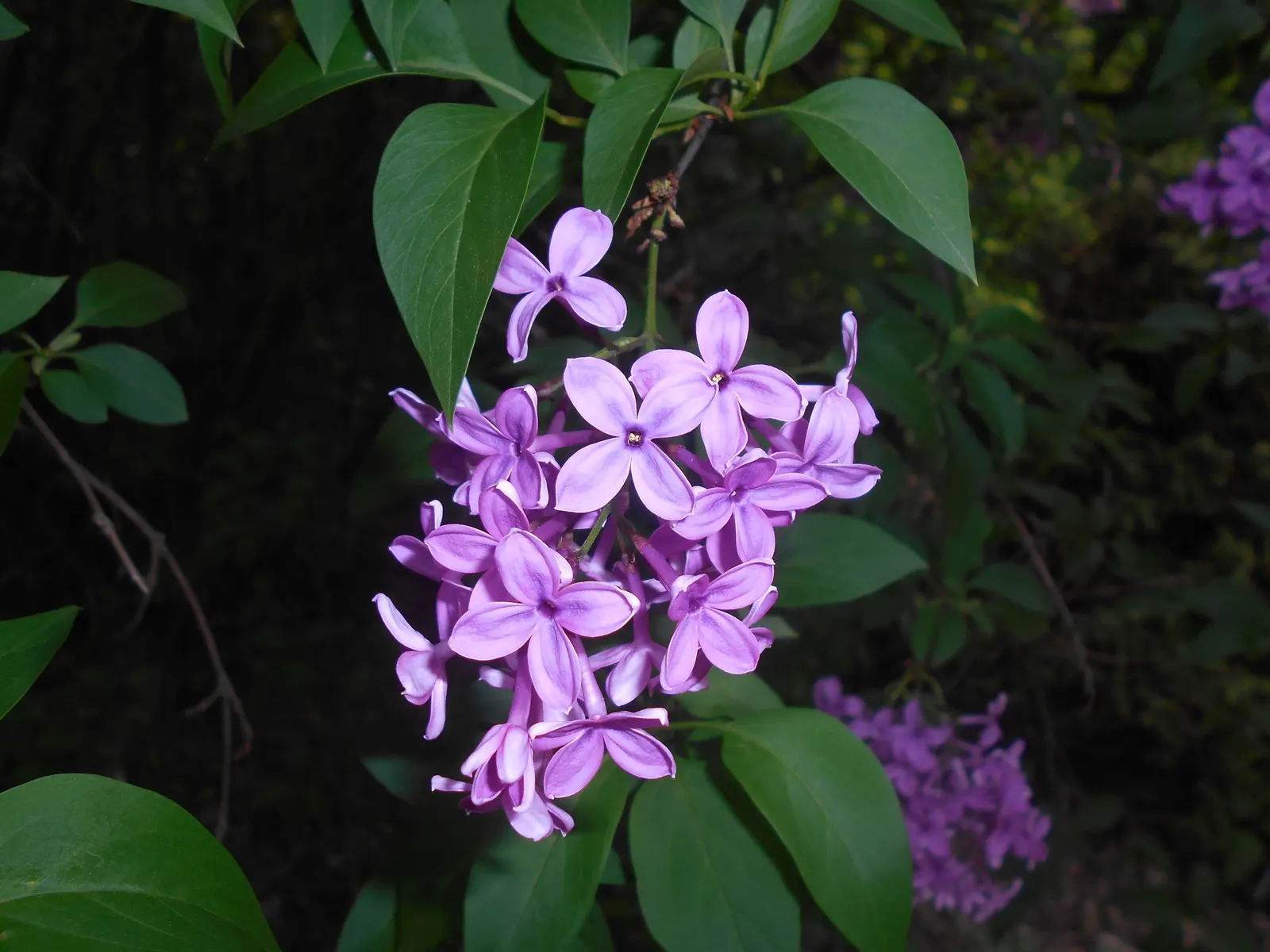 Chinese Lilac (Syringa X Chinensis) — enhancing any landscape design