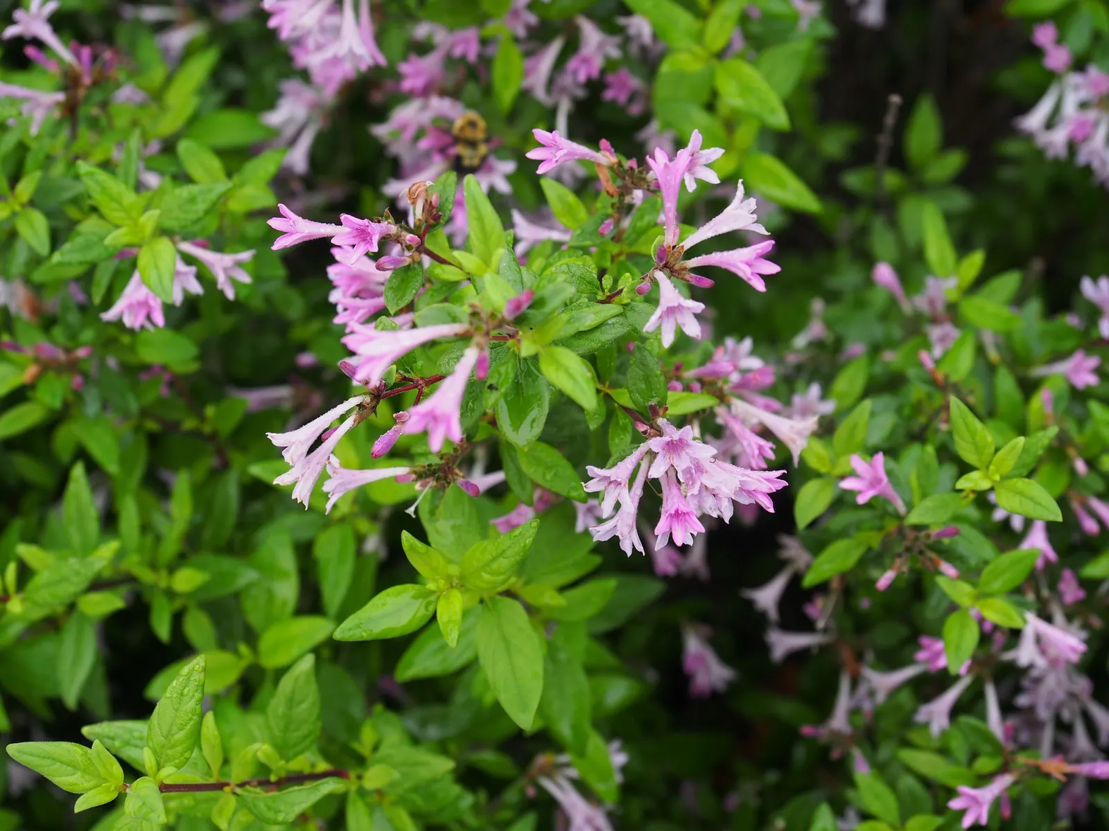 Chinese Lilac (Syringa X Chinensis) — This lilac variety thrives in full sun to partial shade