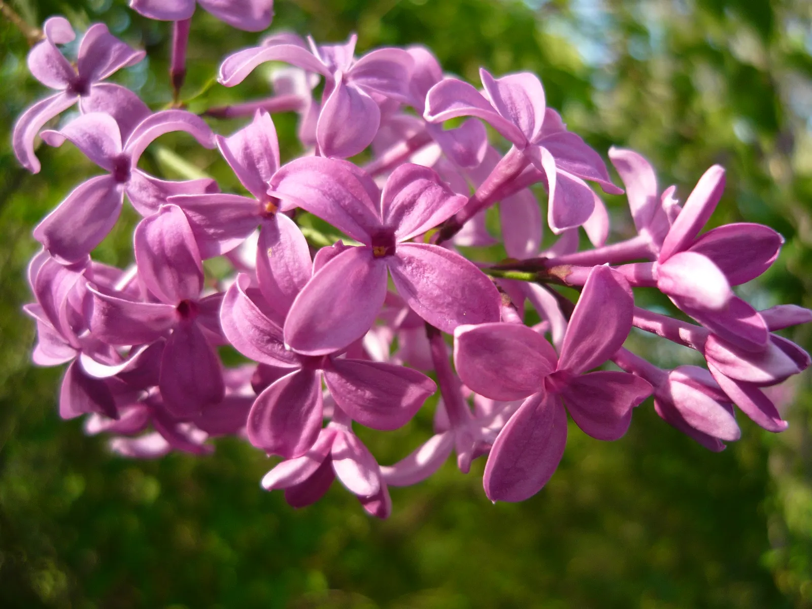 Chinese Lilac (Syringa X Chinensis) — <br><br>Flowering occurs in late spring