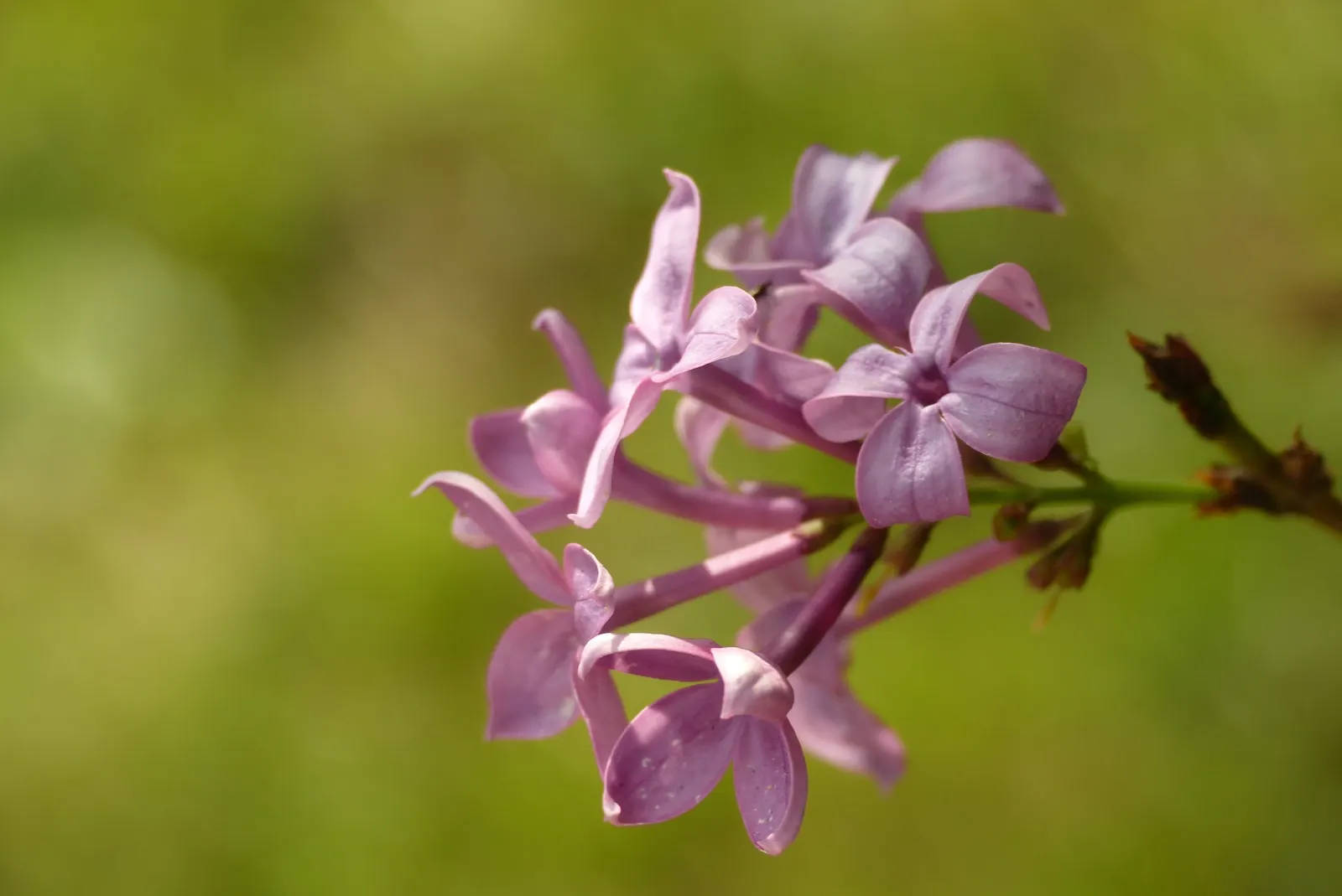 Chinese Lilac (Syringa X Chinensis) — typically reaching heights of 8-12 ft with a spread of 6-10 ft; with a spread of approximately 6 to 10 feet