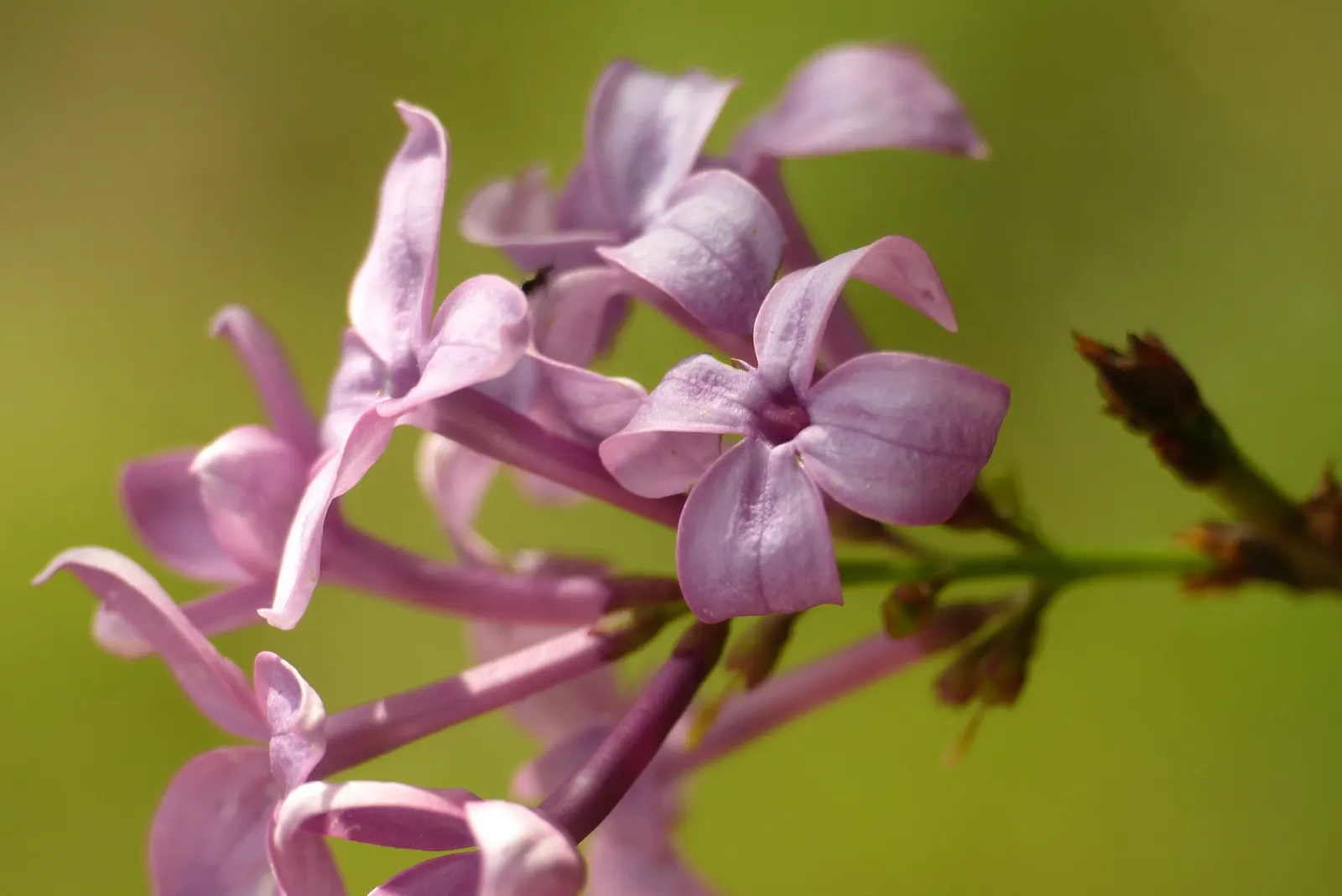 Chinese Lilac (Syringa X Chinensis) — It requires moderate maintenance, including annual pruning to maintain its shape and promote vigorous blooming