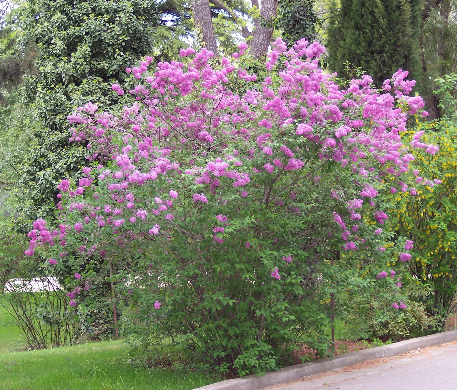 Chinese Lilac (Syringa X Chinensis) — Prized for its fragrant, lavender-pink flowers that bloom in late spring, it offers an eye-catching display; each cluster
