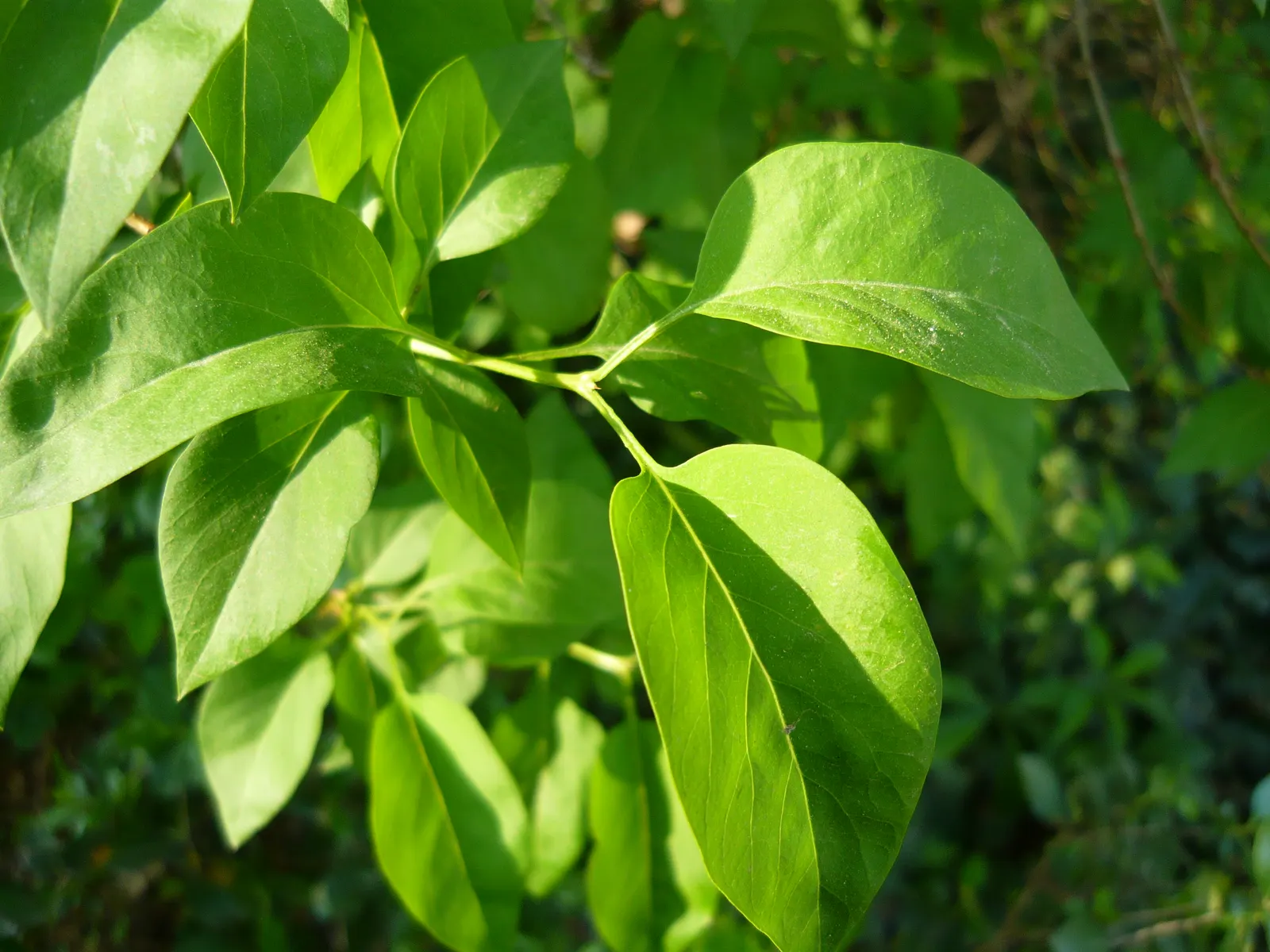 Chinese Lilac (Syringa X Chinensis) — fertile soil with a pH that is slightly alkaline to neutral.<br><br>For landscape designers