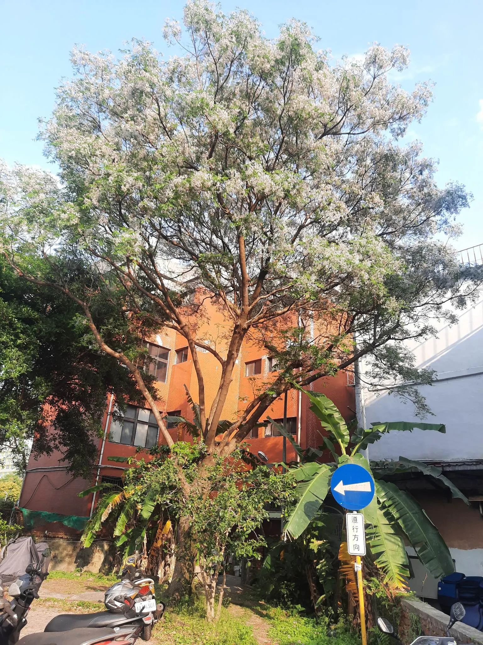 Chinese Lilac (Syringa X Chinensis) — is a hybrid specimen renowned for its fragrant and prolific spring bloom