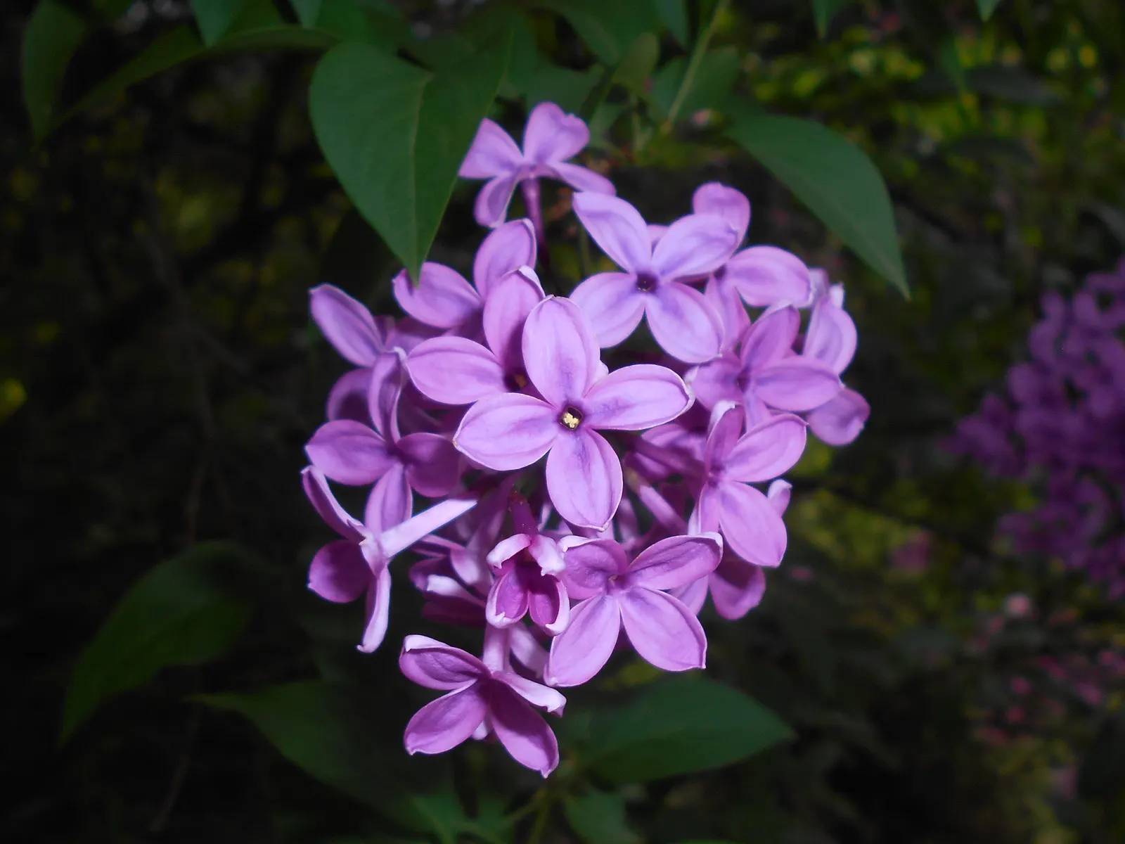 Chinese Lilac (Syringa X Chinensis) — emitting a sweet and welcoming fragrance that attracts pollinators