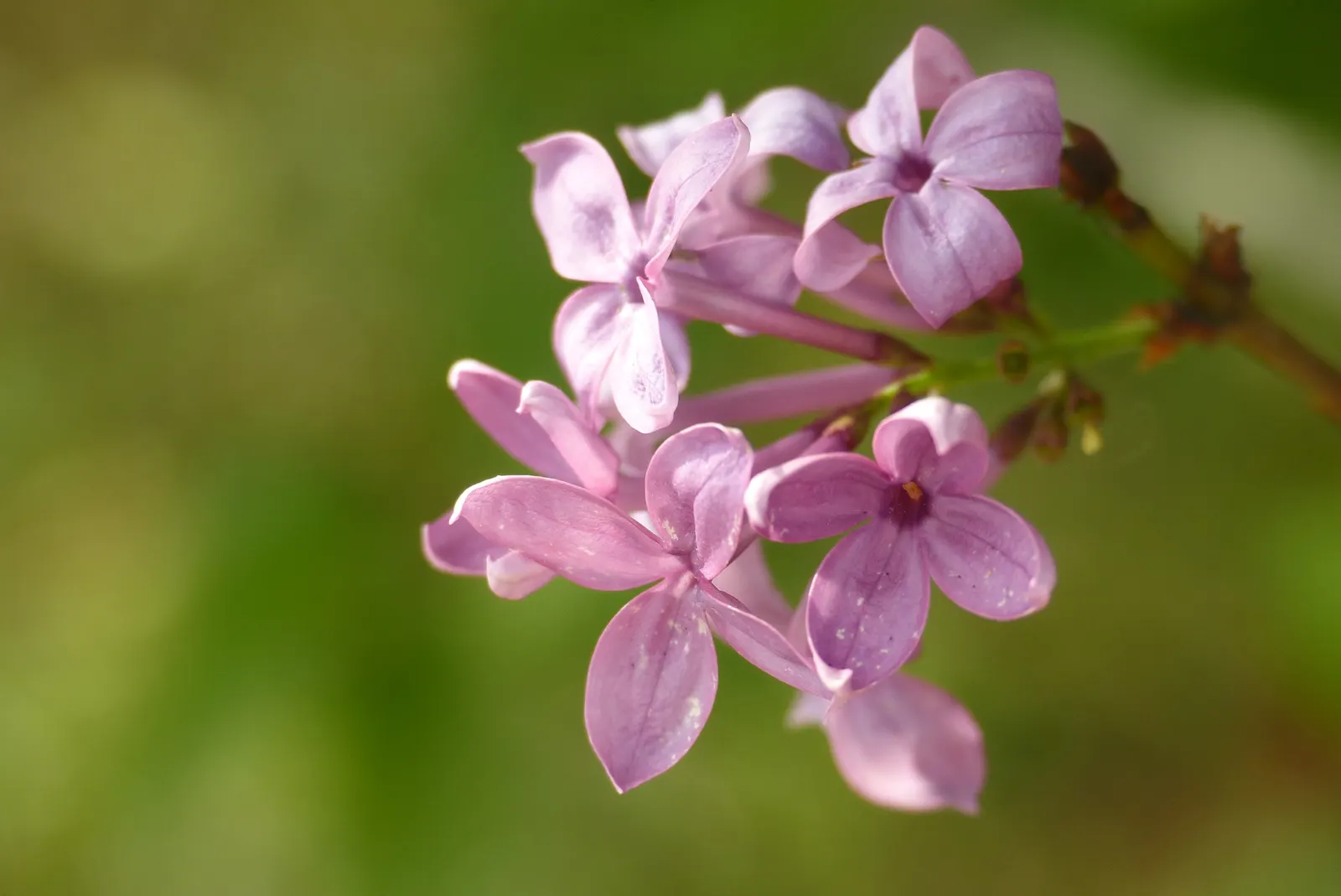Chinese Lilac (Syringa X Chinensis) — shrub for full or half