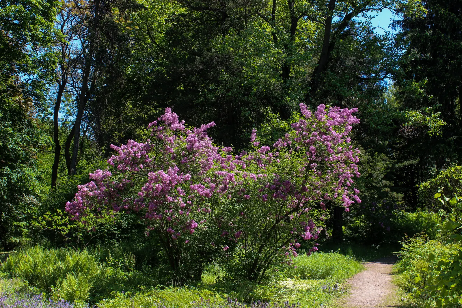 Chinese Lilac (Syringa X Chinensis) — <br><br>Its foliage consists of dark green