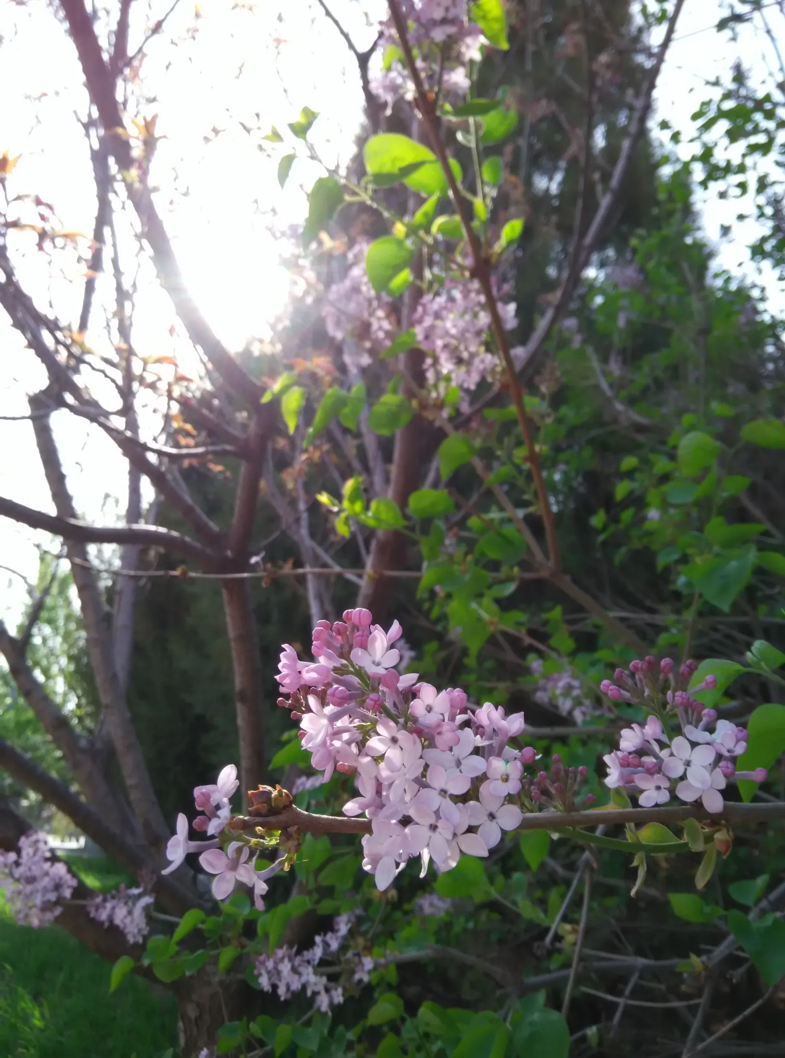 Chinese Lilac (Syringa X Chinensis) — This deciduous shrub typically reaches a mature height of 8 to 12 feet