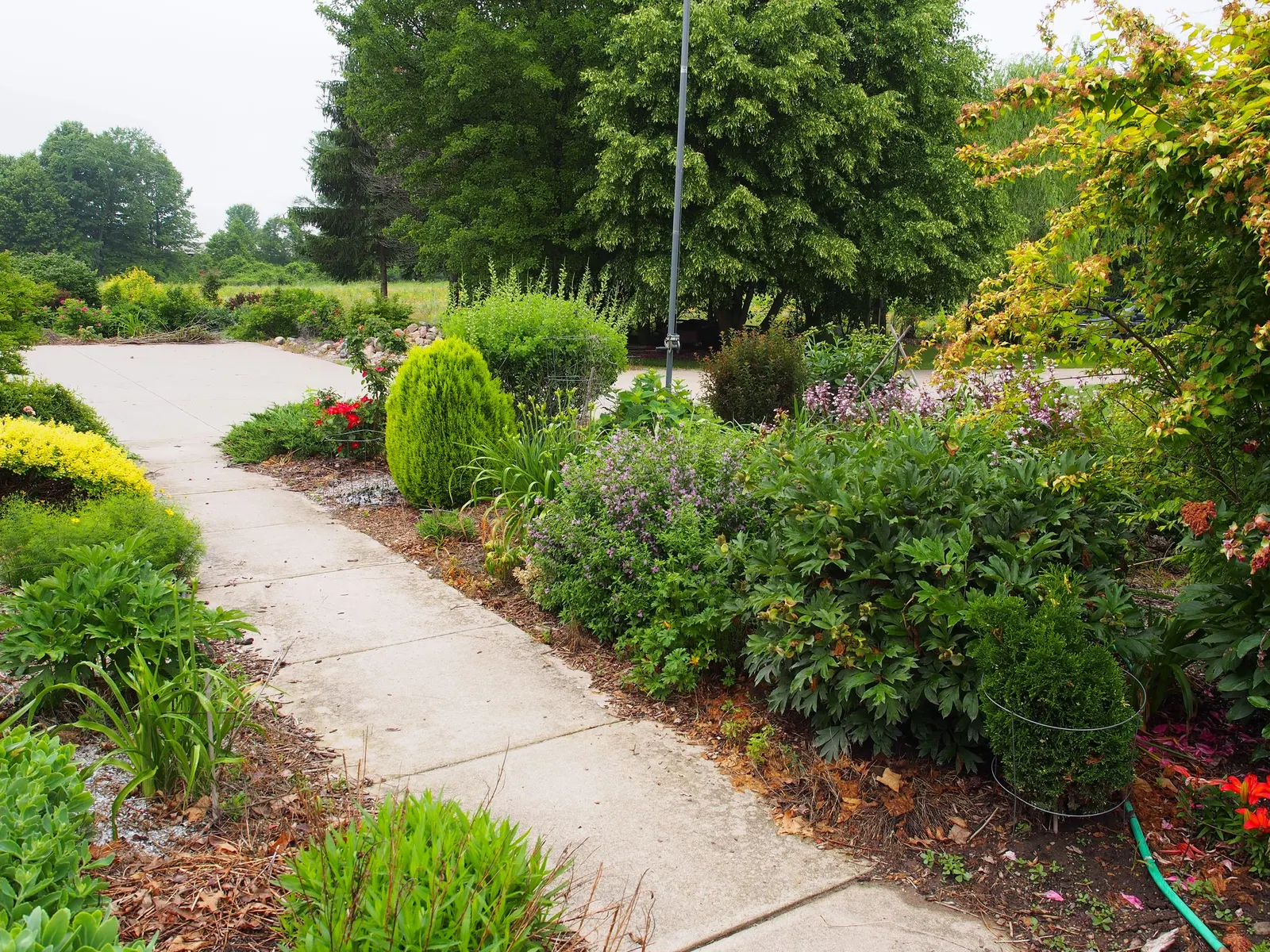 Chinese Lilac (Syringa X Chinensis) — is a deciduous hybrid shrub; this cold-hardy, sun-loving plant prefers well-drained, neutral to alkaline soil