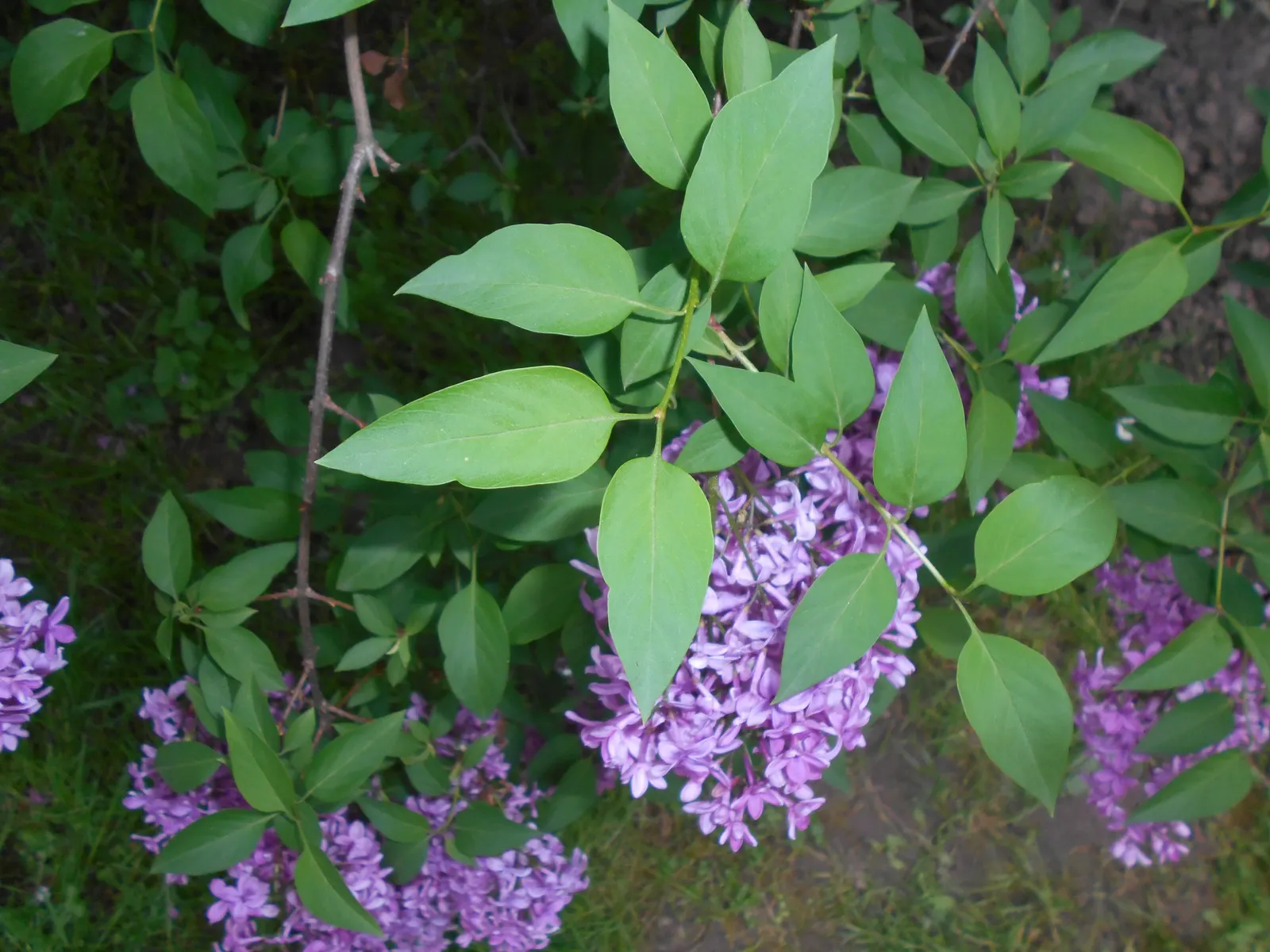 Chinese Lilac (Syringa X Chinensis) — This cold-hardy, sun-loving plant prefers well-drained, neutral to alkaline soil