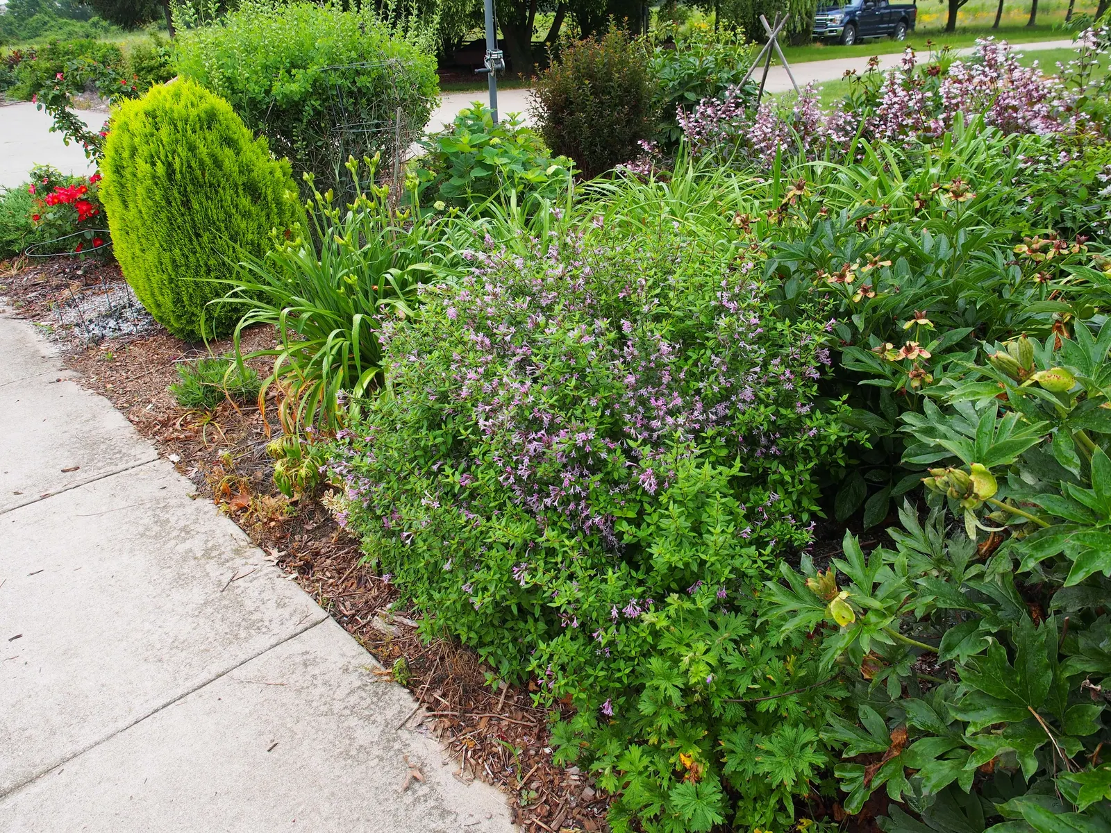 Chinese Lilac (Syringa X Chinensis) — lavender and purple flowers in the garden