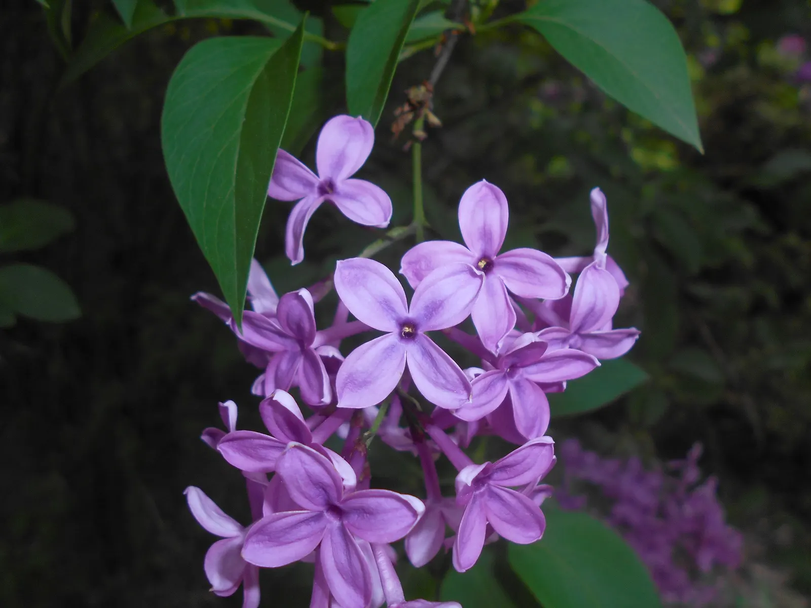 Chinese Lilac (Syringa X Chinensis) — heart-shaped leaves that can grow to be 2 to 5 inches long