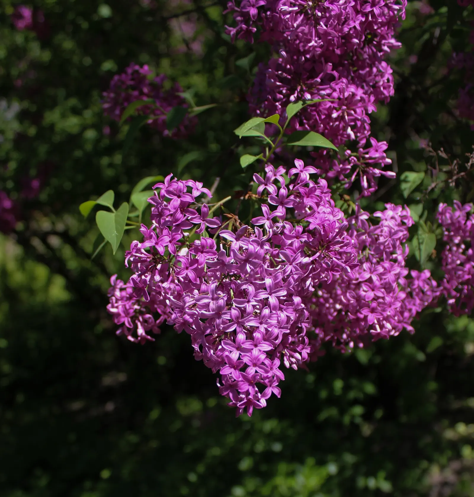 Chinese Lilac (Syringa X Chinensis) — providing a verdant backdrop for its floral display