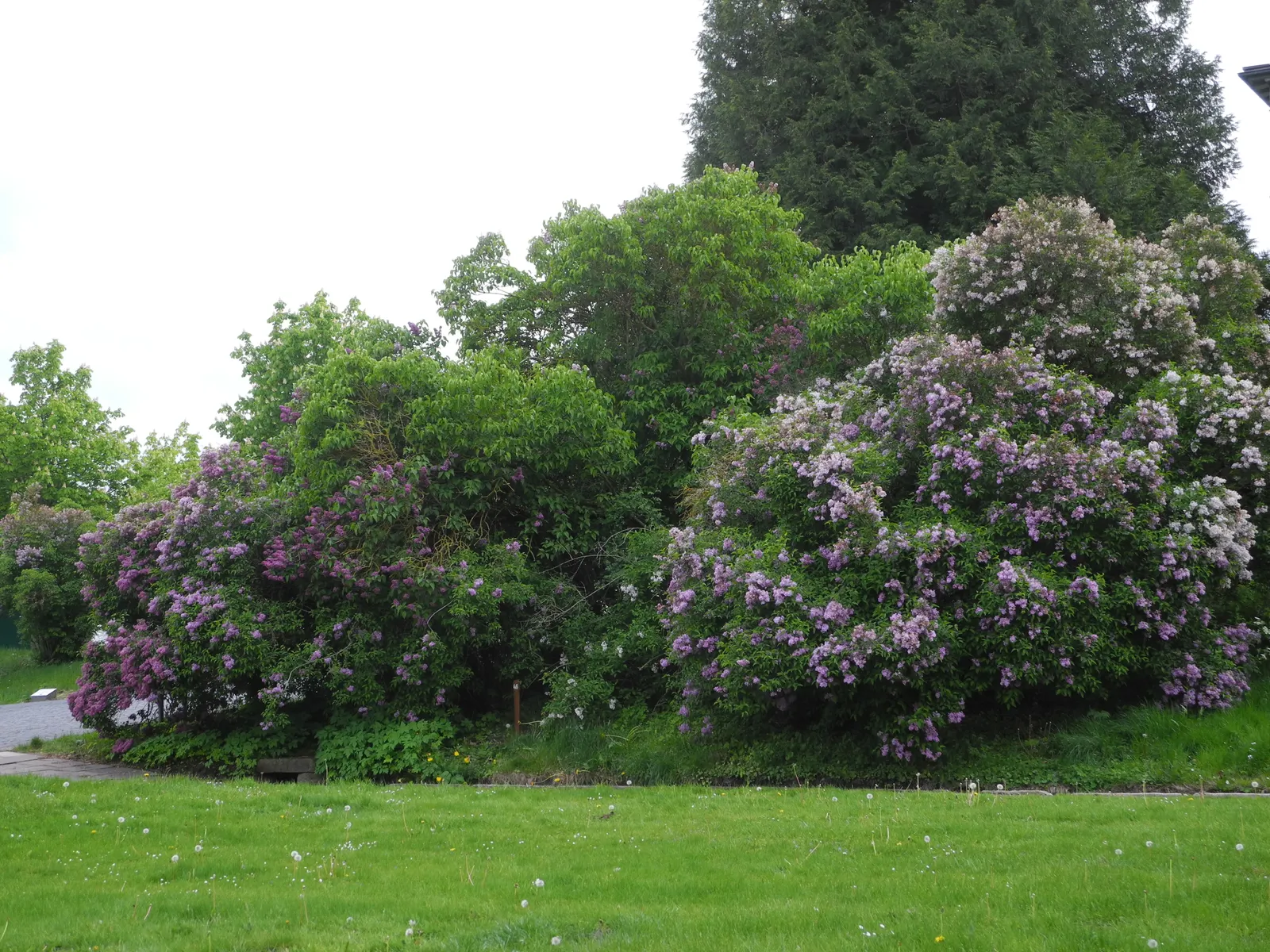 Chinese Lilac (Syringa X Chinensis) — With a growth habit that presents a multi-stemmed