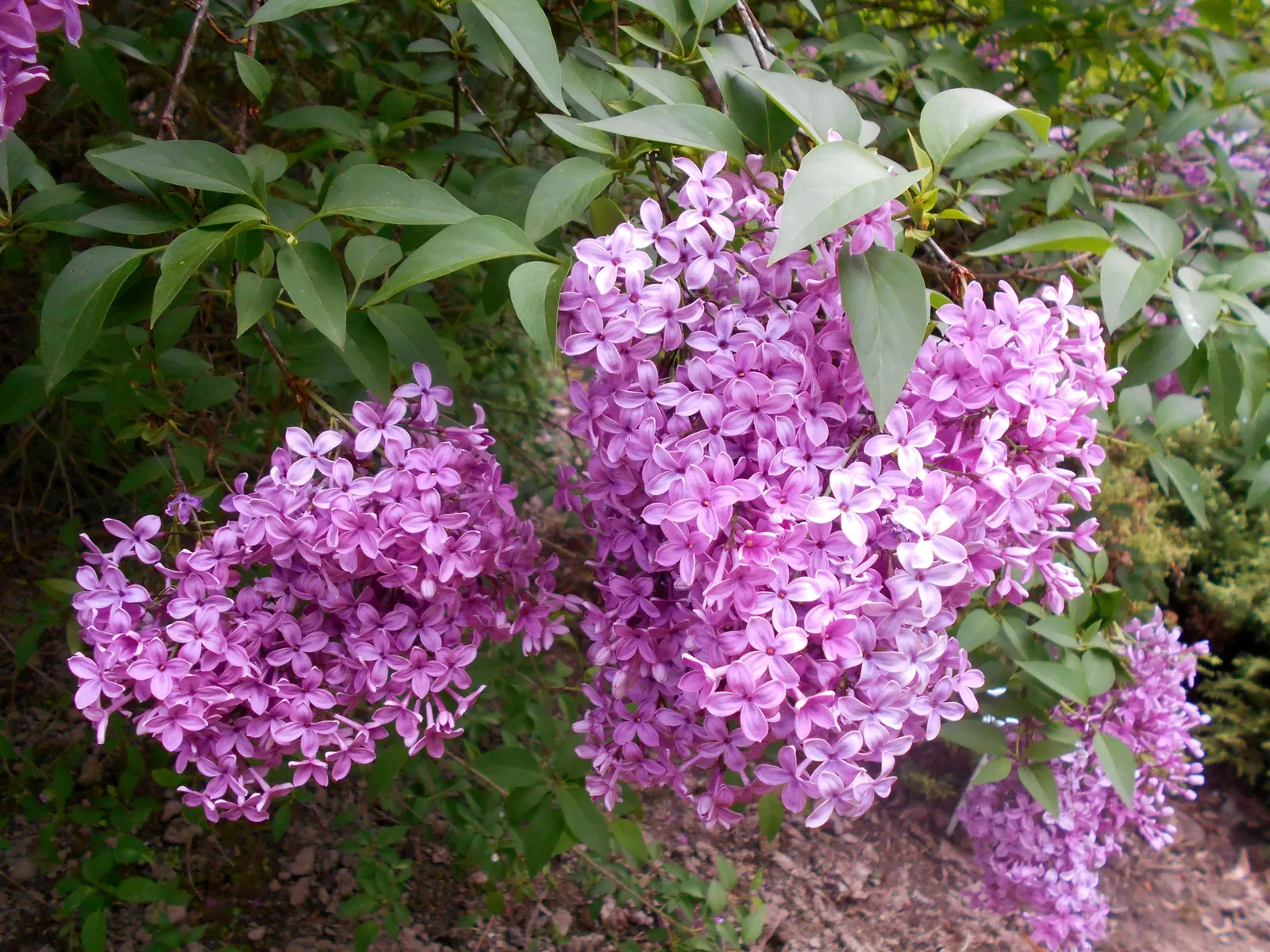 Chinese Lilac (Syringa X Chinensis) — each cluster measuring 4 to 5 inches in length