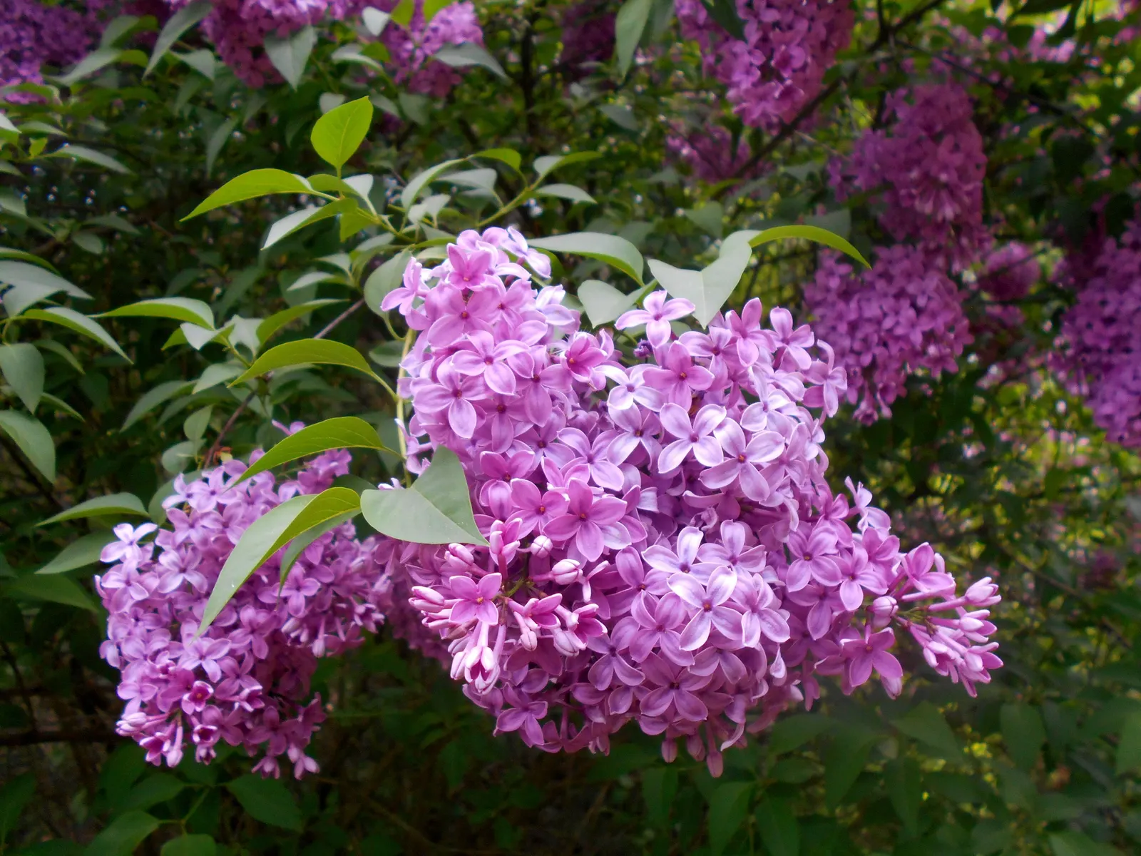 Chinese Lilac (Syringa X Chinensis) — and is attractive to pollinators; is a hybrid specimen renowned for its fragrant and prolific spring bloom