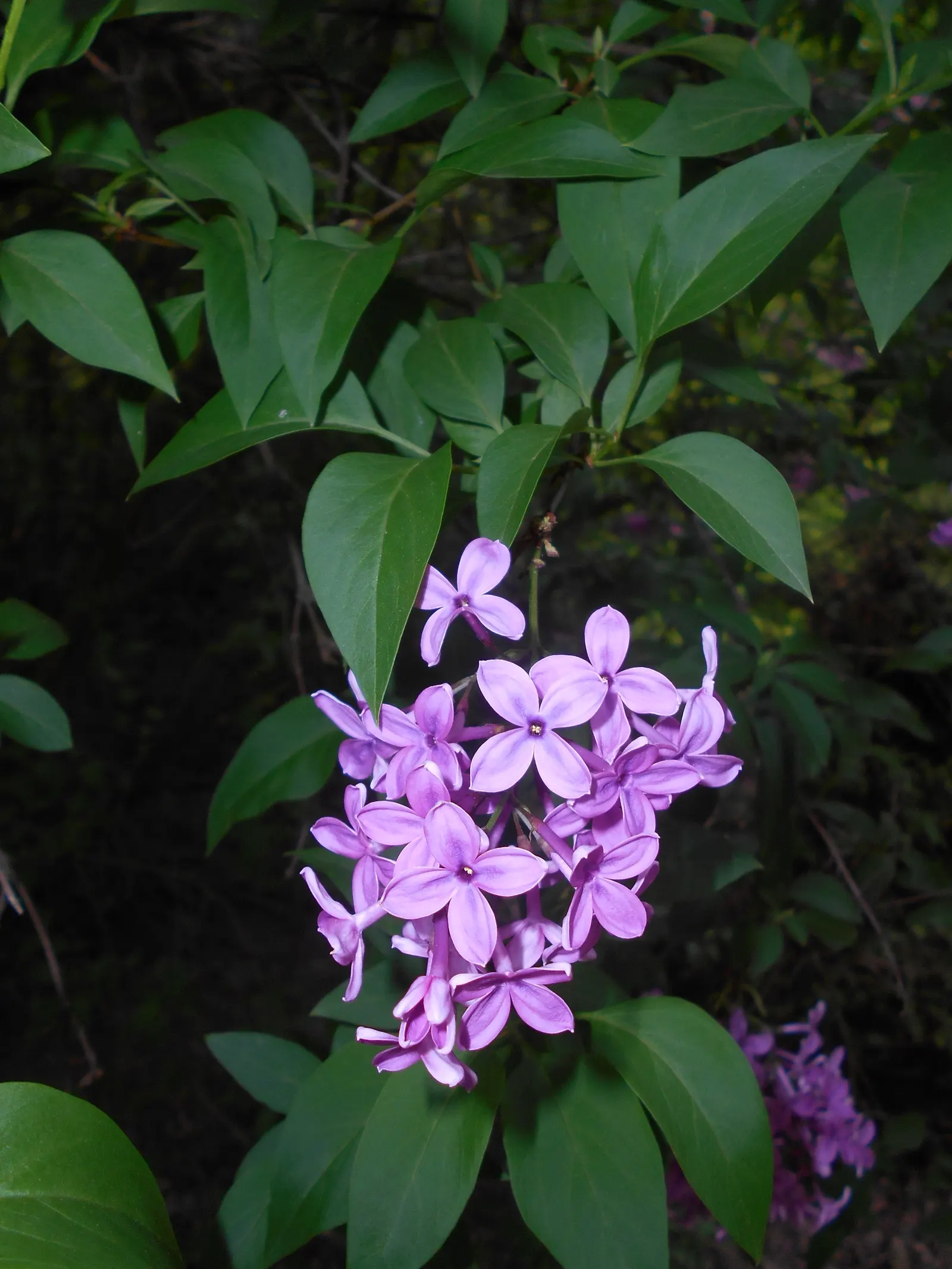 Chinese Lilac (Syringa X Chinensis) — it offers a lush and rounded silhouette in the landscape