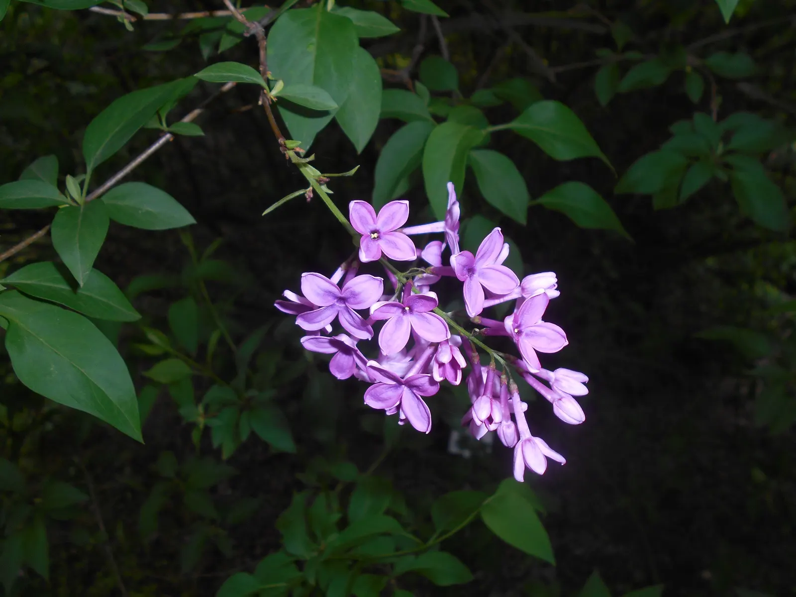 Chinese Lilac (Syringa X Chinensis) — is a deciduous hybrid shrub