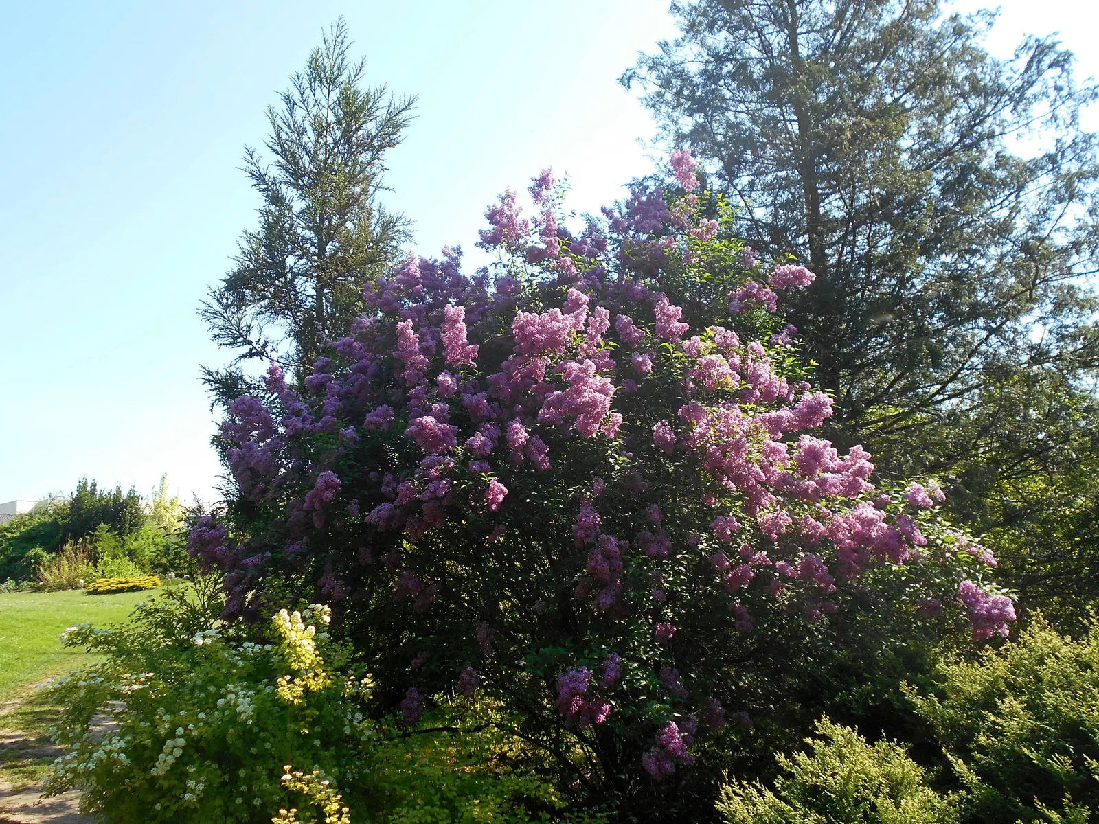 Chinese Lilac (Syringa X Chinensis) — with a spread of approximately 6 to 10 feet