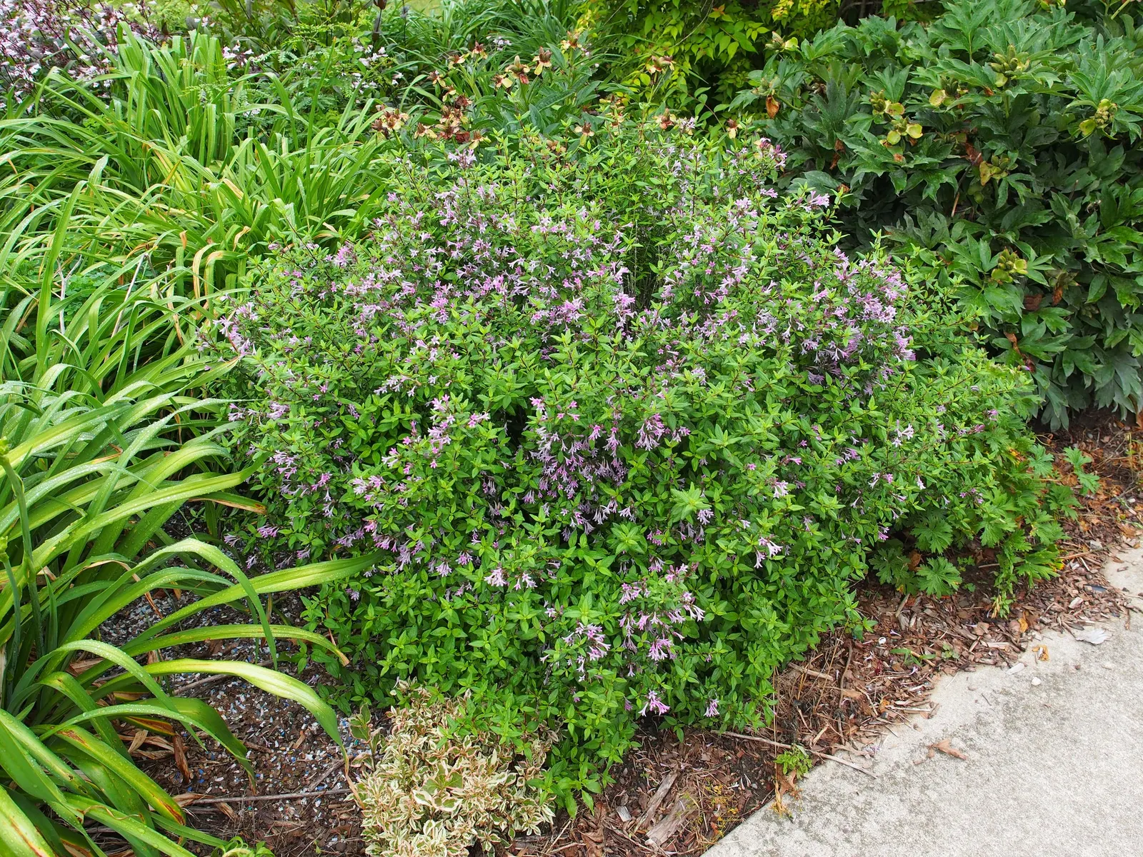 Chinese Lilac (Syringa X Chinensis) — It is hardy in USDA zones 4 through 8 and can withstand cold winters