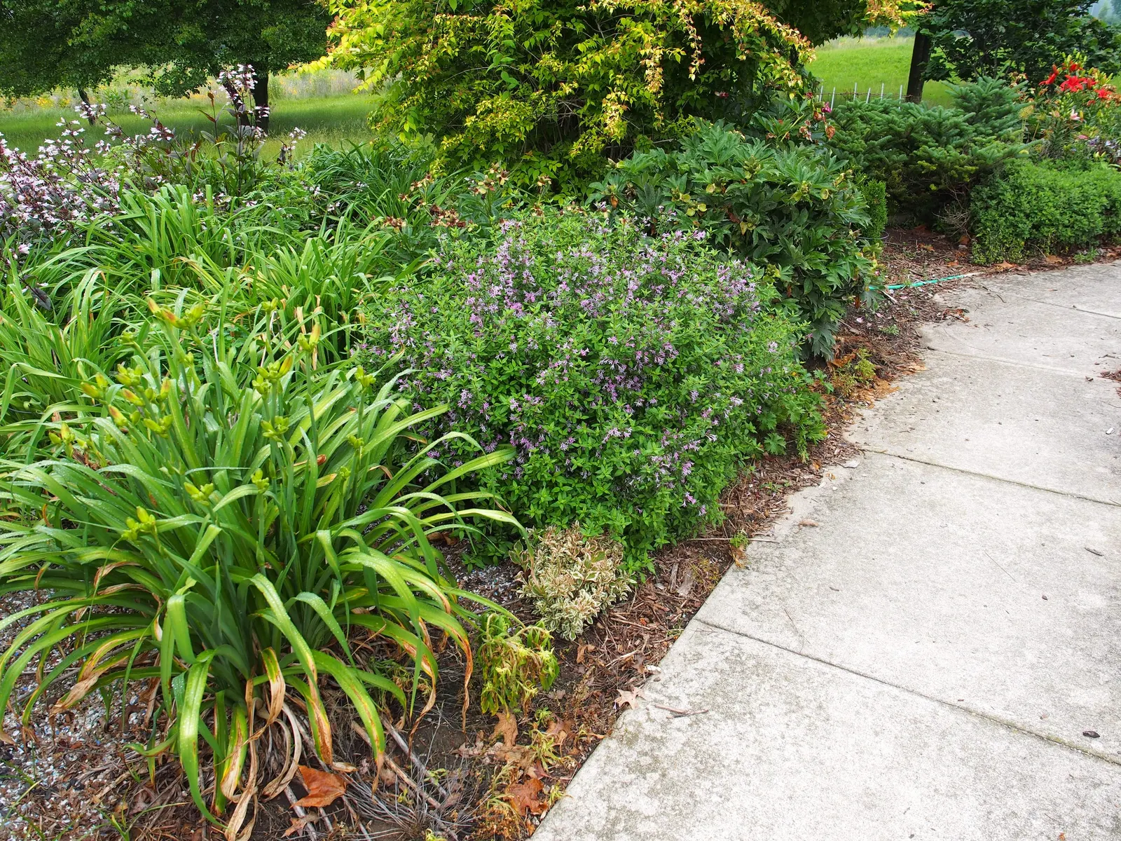 Chinese Lilac (Syringa X Chinensis) — The plant prefers well-drained