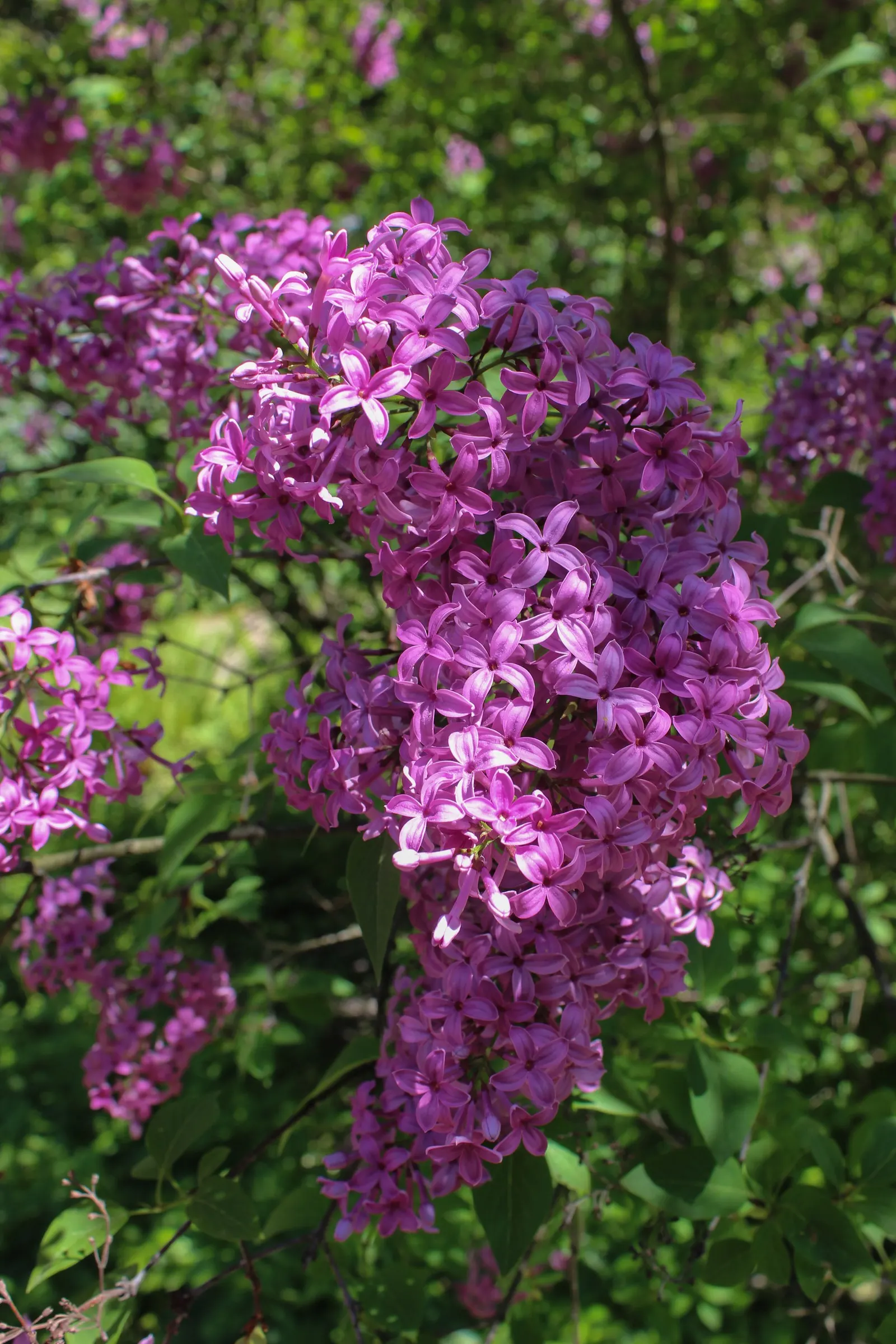 Chinese Lilac (Syringa X Chinensis) — Prized for its fragrant, lavender-pink flowers that bloom in late spring, it offers an eye-catching display