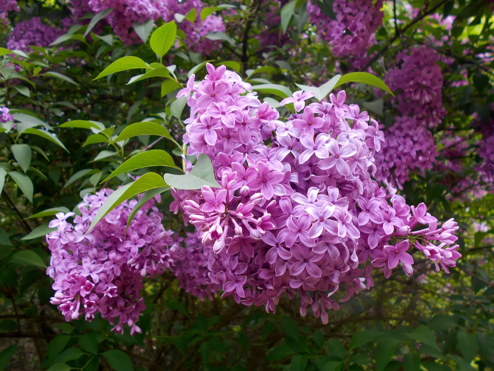 Chinese Lilac (Syringa X Chinensis) — The Chinese Lilac is most celebrated for its panicles of lavender to pink flowers