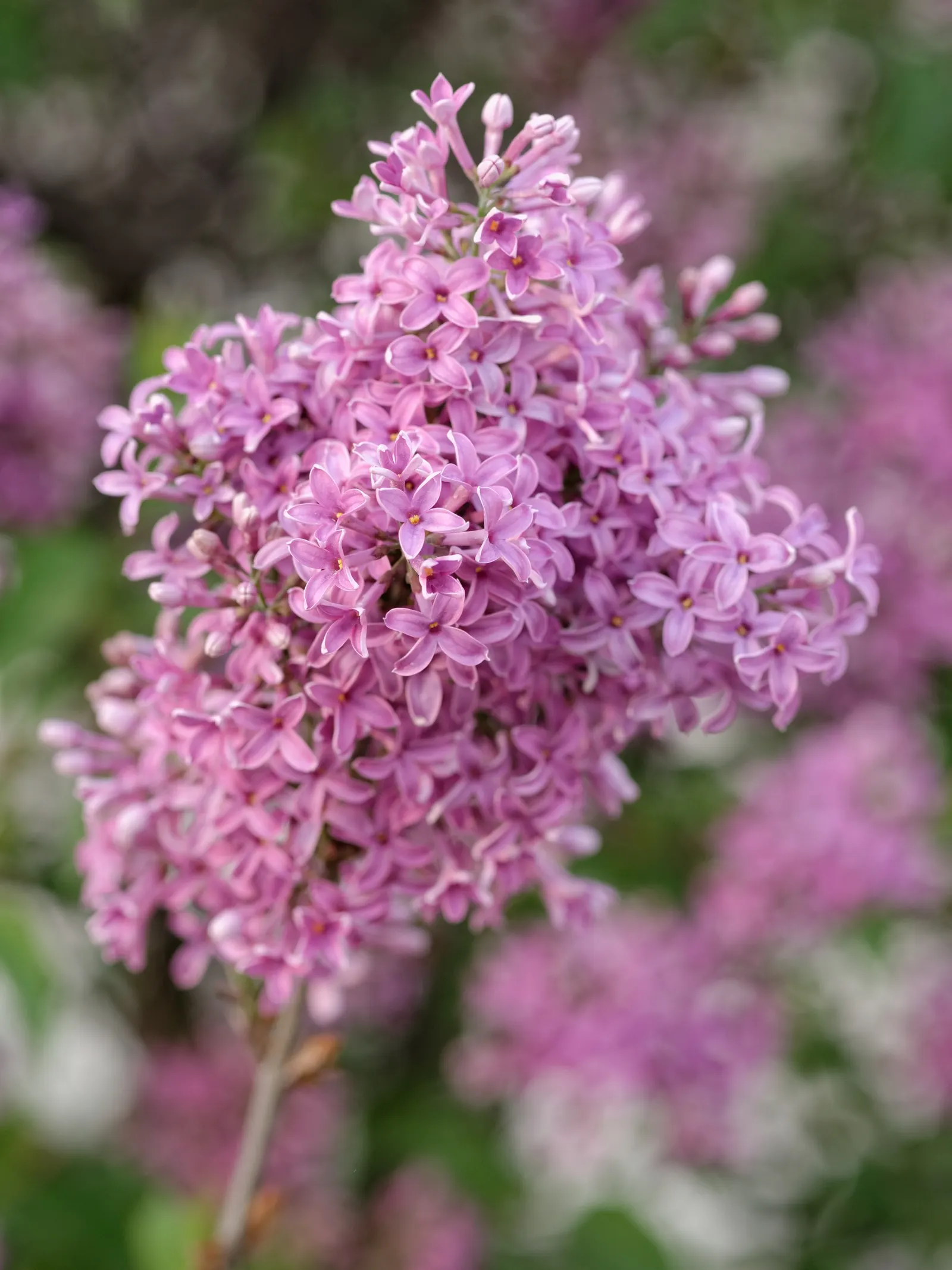 Chinese Lilac (Syringa X Chinensis) — Its compact form is excellent for small gardens
