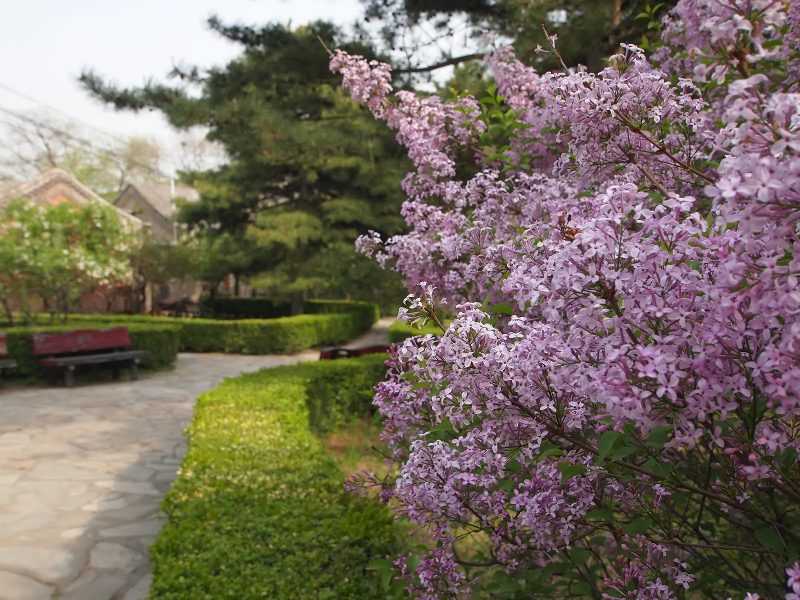 Chinese Lilac (Syringa X Chinensis) — scientifically known as Syringa x chinensis