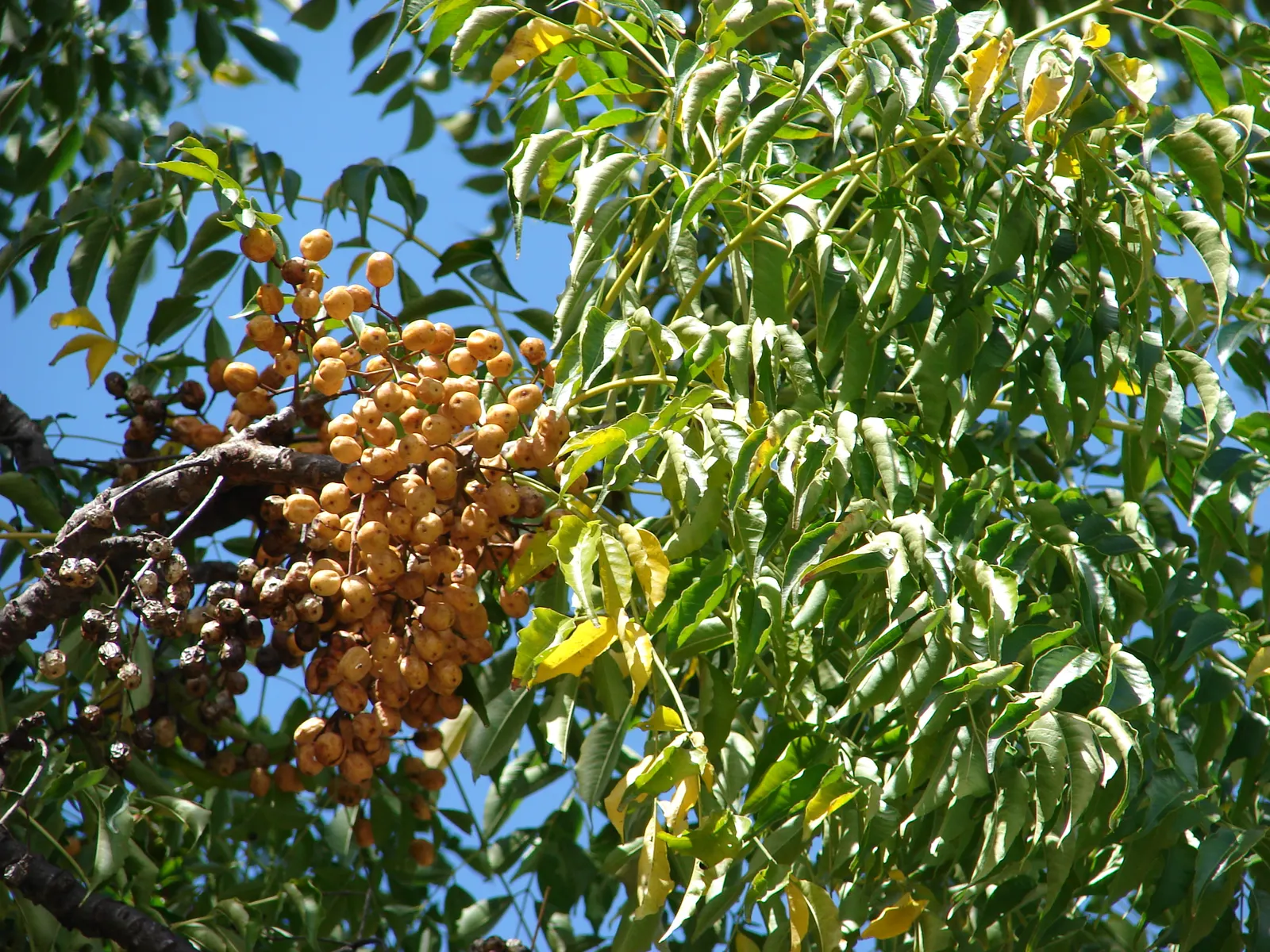 Chinese Lilac (Syringa X Chinensis) — requiring a minimum of 6 hours of direct sunlight to flourish