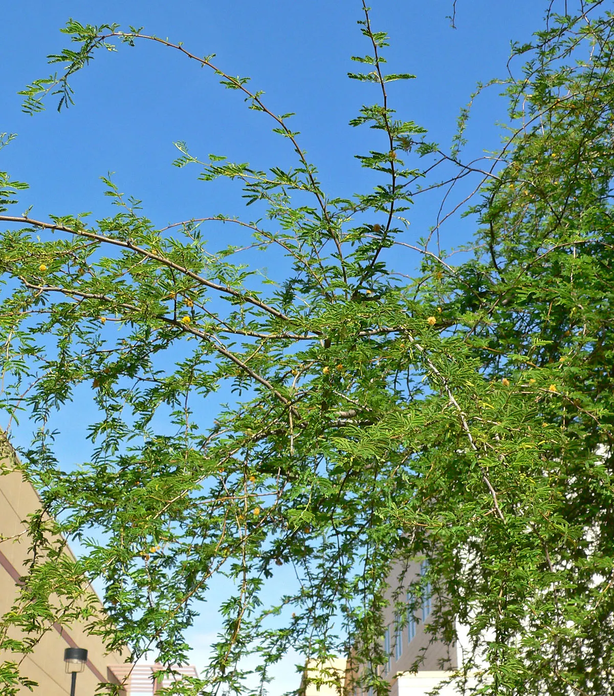 Sweet Acacia (Acacia Farnesiana) — the plant is adorned with clusters of golden-yellow; the Sweet Acacia thrives best in well-drained loamy or, image 78
