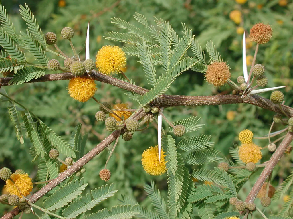 Sweet Acacia (Acacia Farnesiana) — which are about 1 to 2 inches long.<br><br>Spring through fall; reaching up to 15 to 25 feet in height with a, image 54