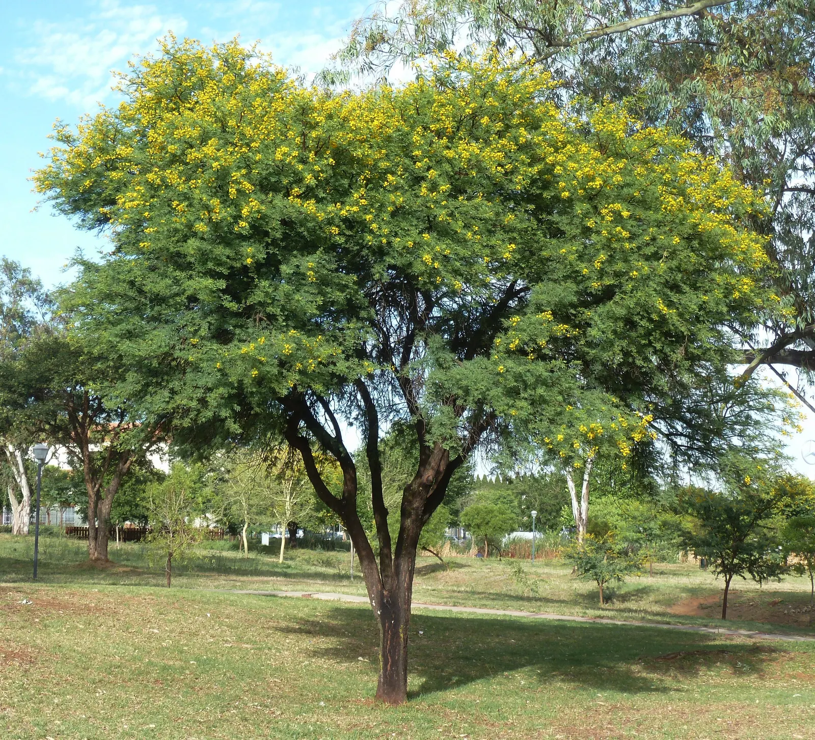 Sweet Acacia (Acacia Farnesiana) — The Sweet Acacia, Acacia farnesiana, is a small, thorned, perennial tree reaching 15-25ft in height; its dark, image 47