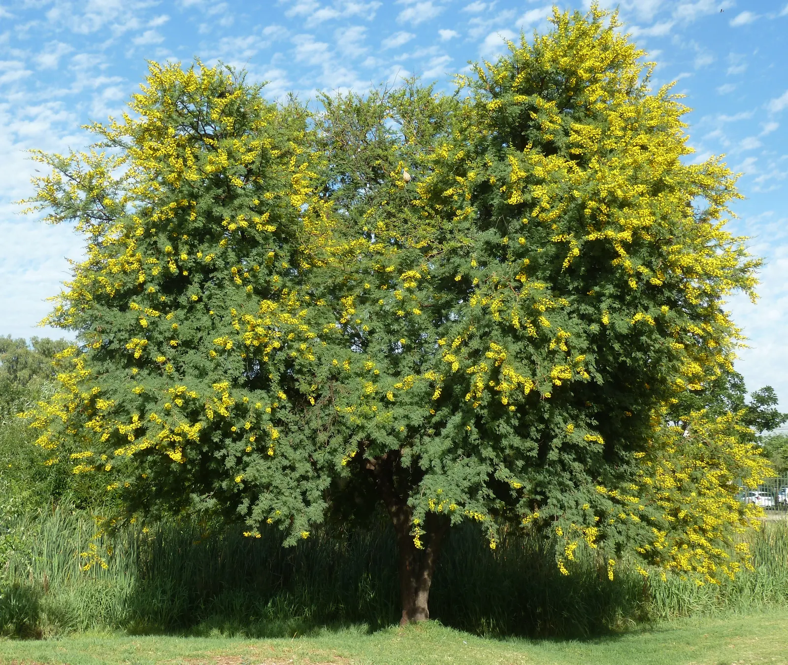 Sweet Acacia (Acacia Farnesiana) — shrub / tree for full or half; and enhance the aesthetic value of this efflorescent specimen