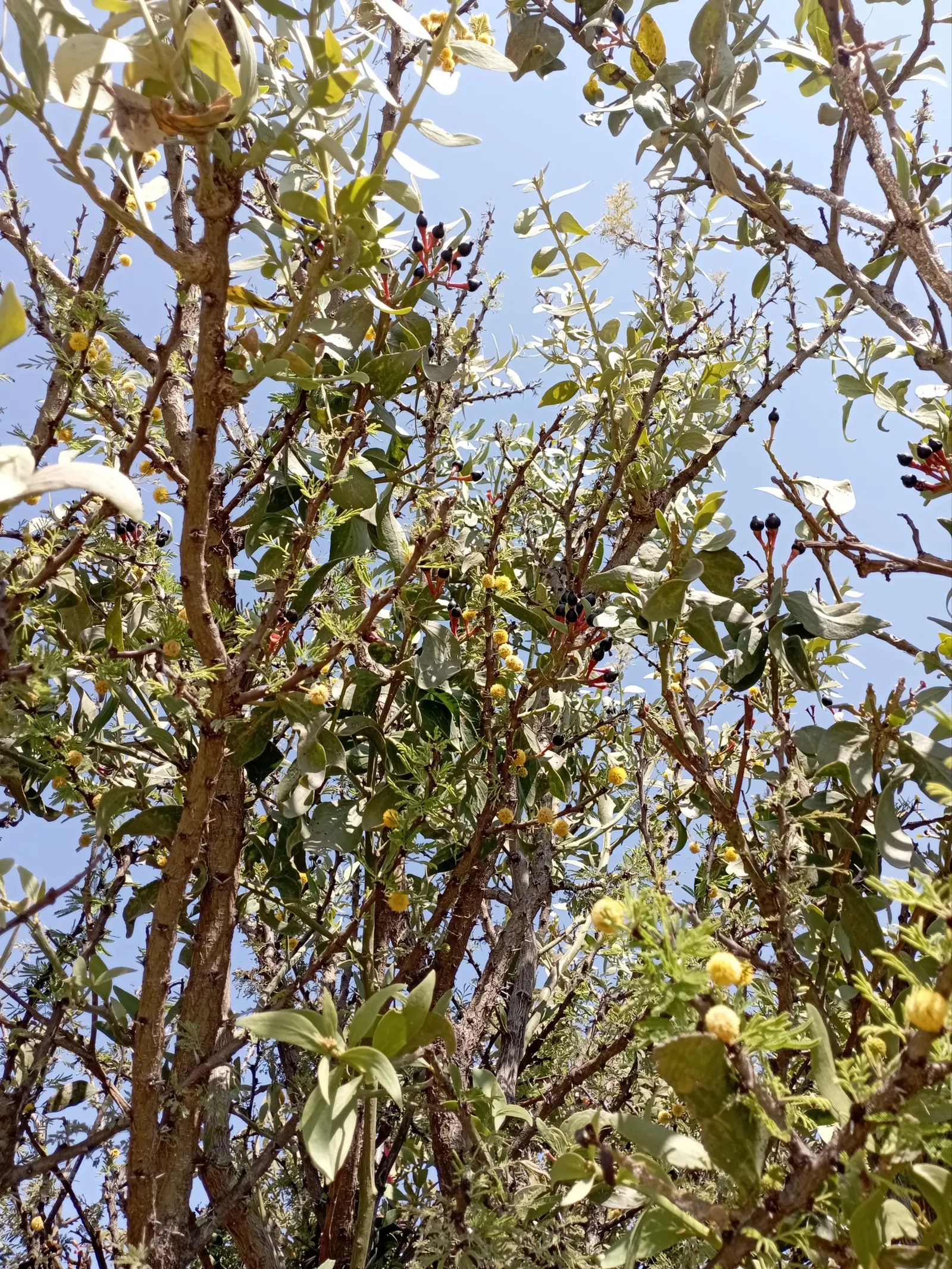 Sweet Acacia (Acacia Farnesiana) — The Sweet Acacia, Acacia farnesiana, is a small, thorned, perennial tree reaching 15-25ft in height