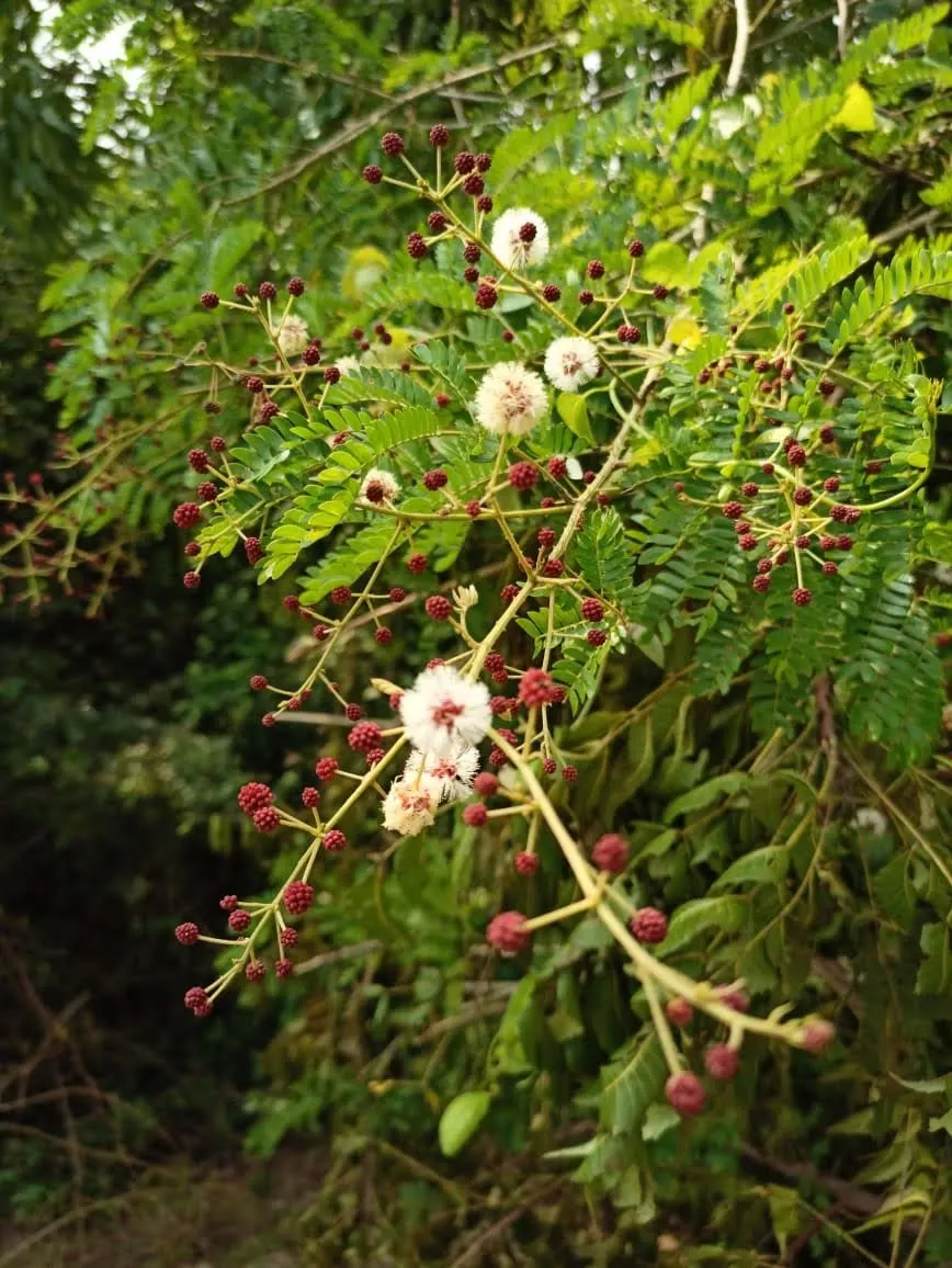 Sweet Acacia (Acacia Farnesiana) — yellow flowers in the garden; scientifically known as Acacia farnesiana, image 90
