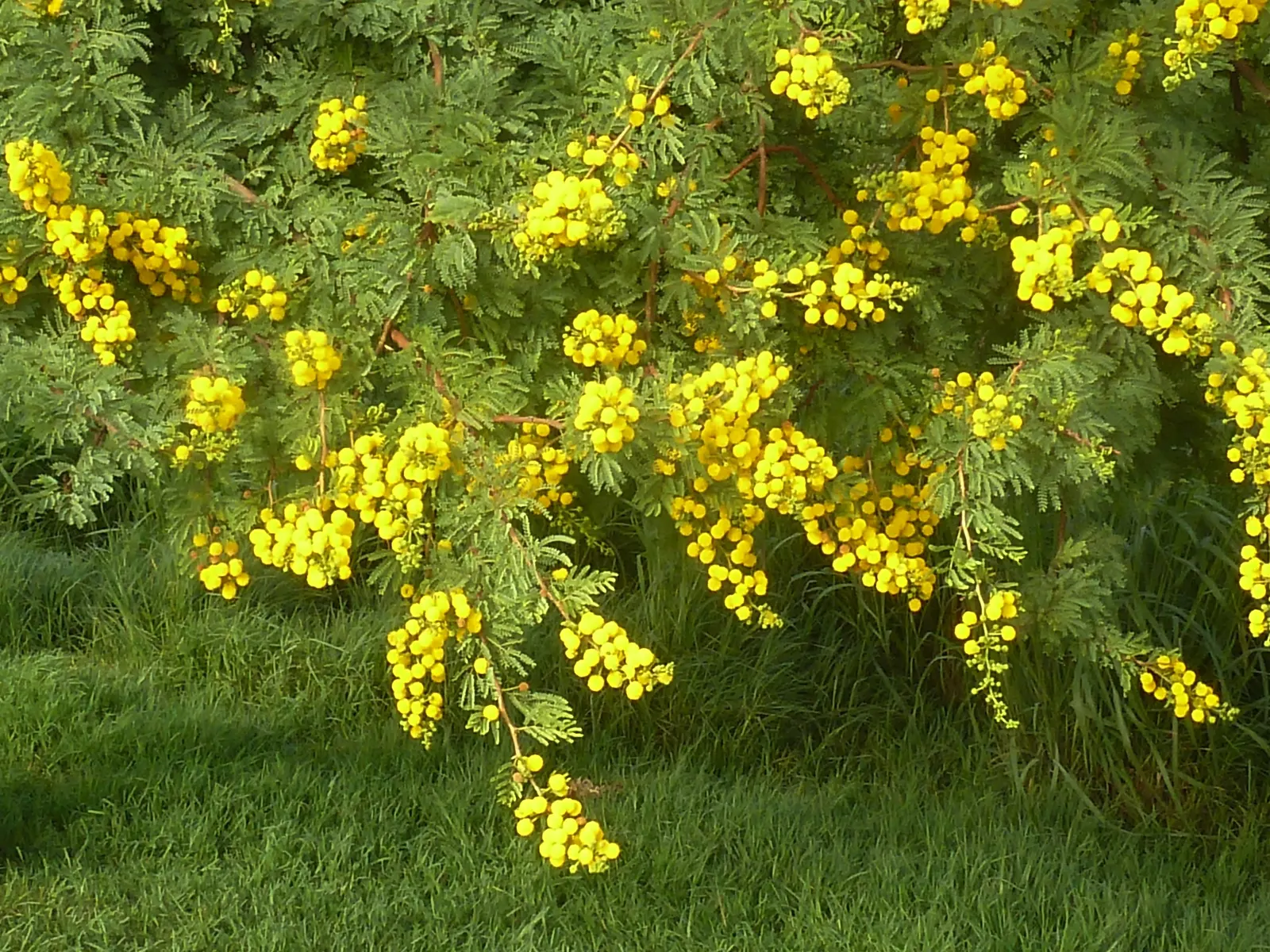 Sweet Acacia (Acacia Farnesiana) — the plant is adorned with clusters of golden-yellow; the Sweet Acacia thrives best in well-drained loamy or sandy substrates