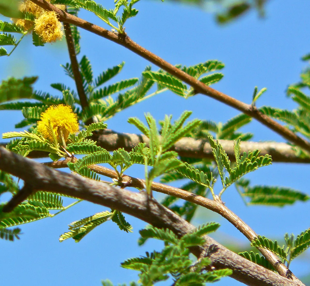Sweet Acacia (Acacia Farnesiana) — adding further visual interest.<br><br>Adaptable to a wide range of soils; regular pruning can maintain a, image 82