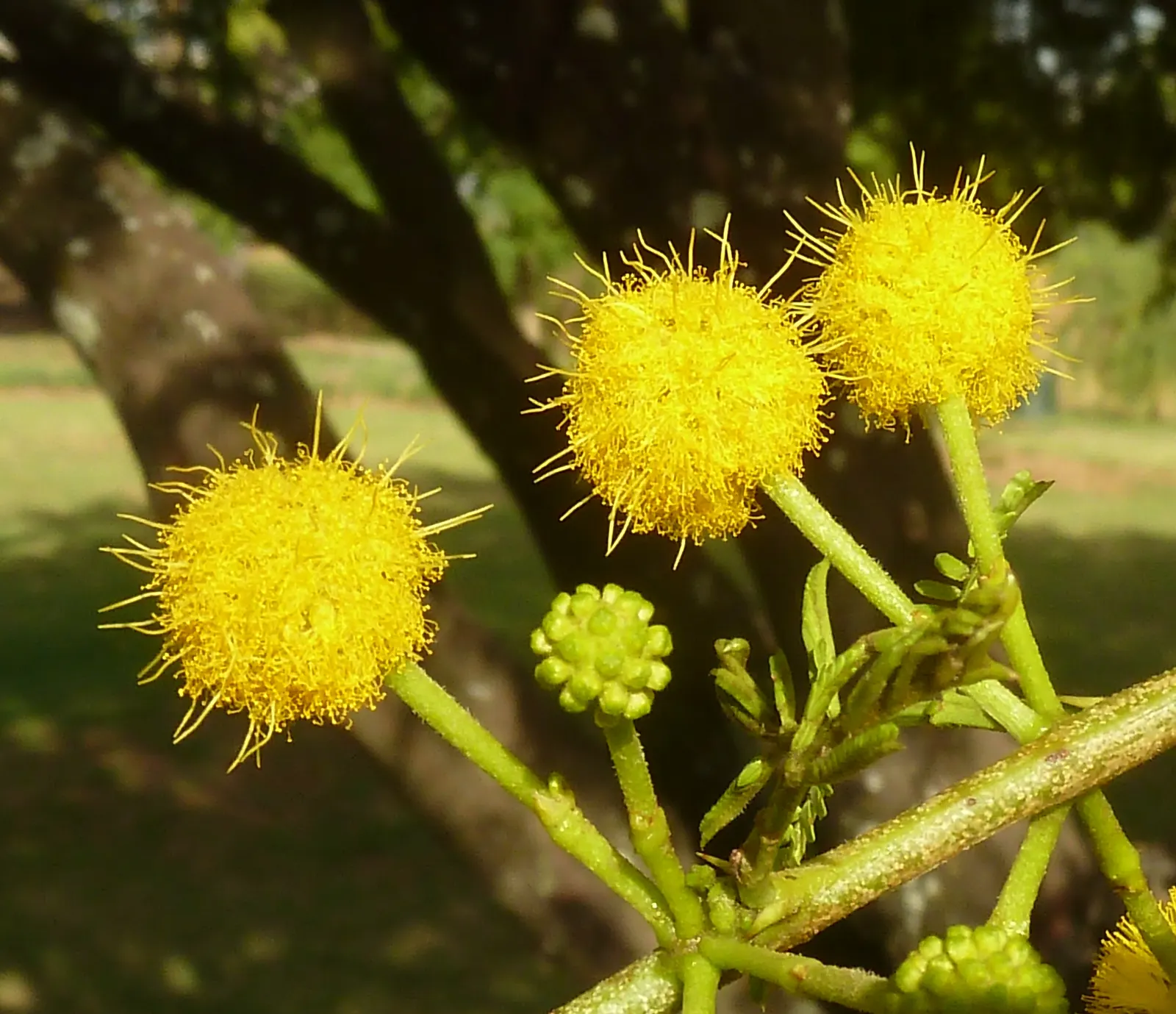 Sweet Acacia (Acacia Farnesiana) — Famous for fragrant yellow puffball flowers, it thrives in hardiness zones 9-11 with full sun; typically around, image 48