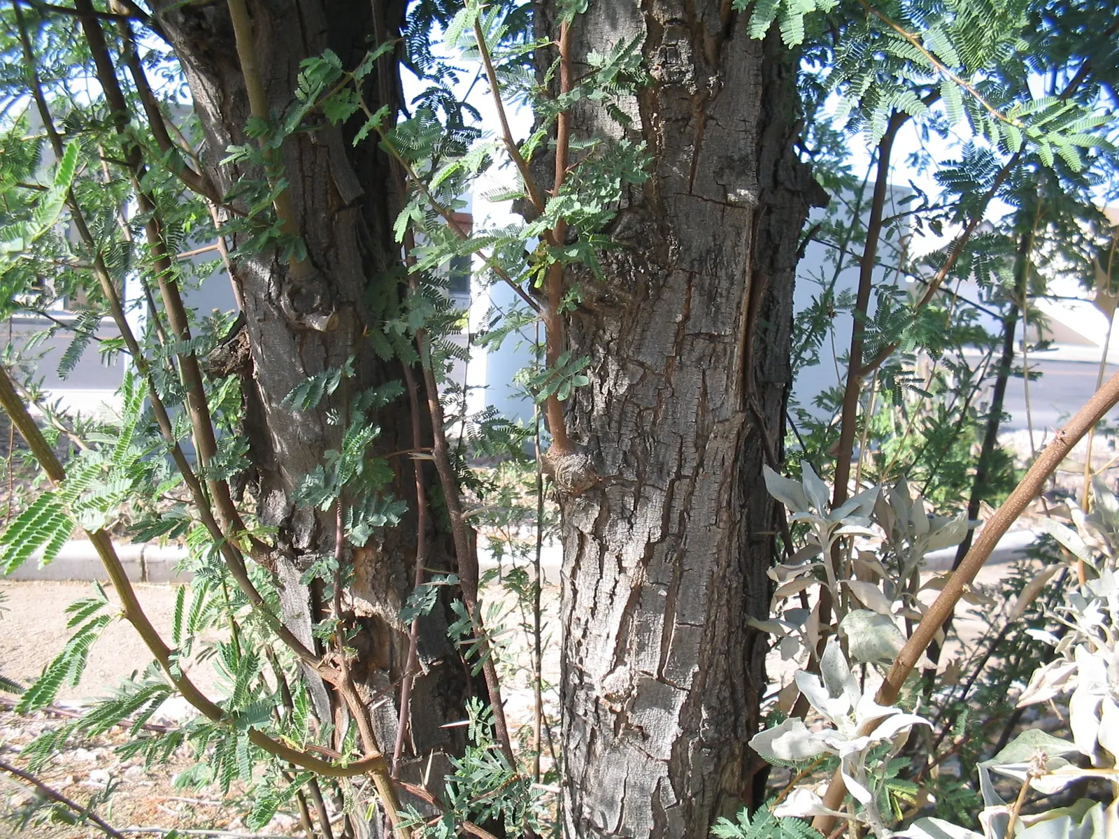 Sweet Acacia (Acacia Farnesiana) — sweet fragrance that can attract pollinators and provide a delightful scent for garden visitors; yellow flowers, image 79