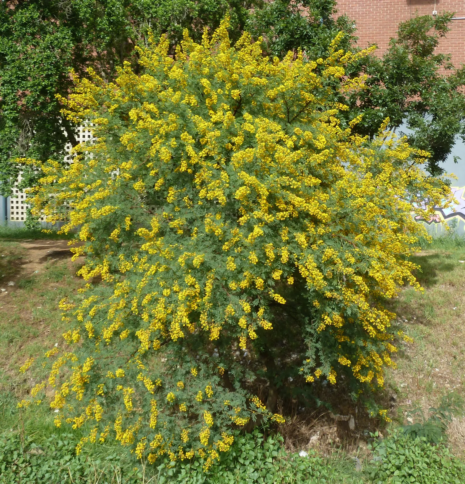 Sweet Acacia (Acacia Farnesiana) — Regular pruning can maintain a desired shape and size; it is heat tolerant and resilient to drought conditions once