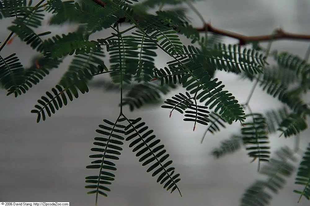 Sweet Acacia (Acacia Farnesiana) — considering safe spacing from walkways and play areas; which are about 1 to 2 inches long.<br><br>Spring through, image 87