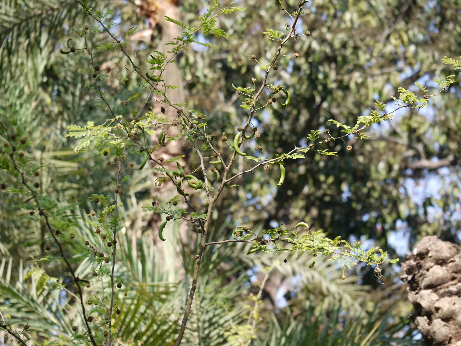 Sweet Acacia (Acacia Farnesiana) — making it ideal for arid or xeriscape landscapes; hardy in USDA zones 8 through 11, image 85