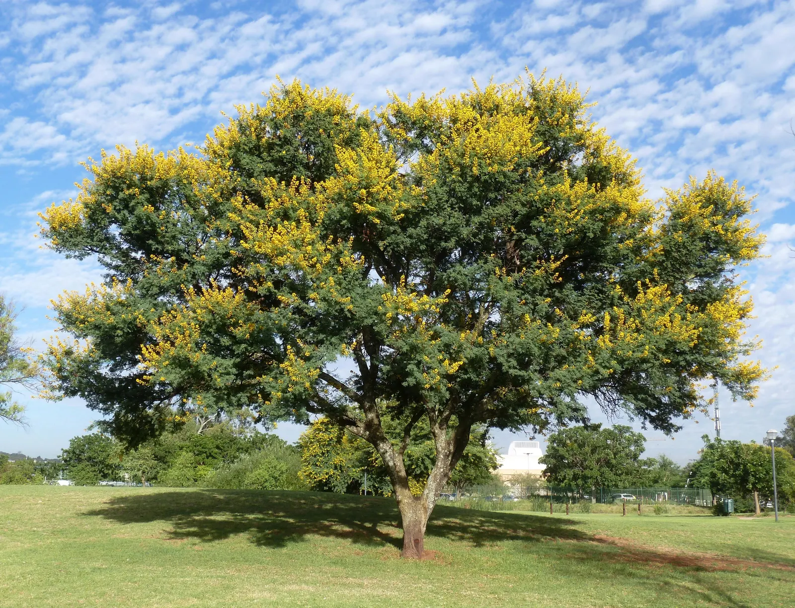 Sweet Acacia (Acacia Farnesiana) — making it an ideal accent or specimen plant in warm climates; the plant is adorned with clusters of golden-yellow, image 51