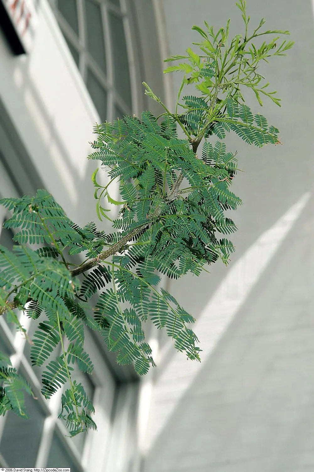 Sweet Acacia (Acacia Farnesiana) — Hardy in USDA zones 8 through 11; the Sweet Acacia, Acacia farnesiana, is a small, thorned, perennial tree, image 86