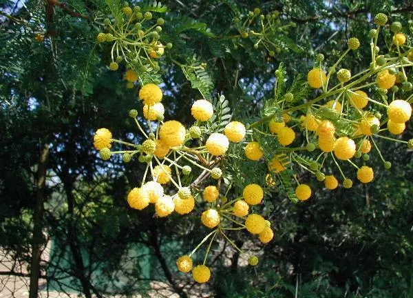 Sweet Acacia (Acacia Farnesiana) — the Sweet Acacia thrives best in well-drained loamy or sandy substrates; this low-water requiring species has a, image 60