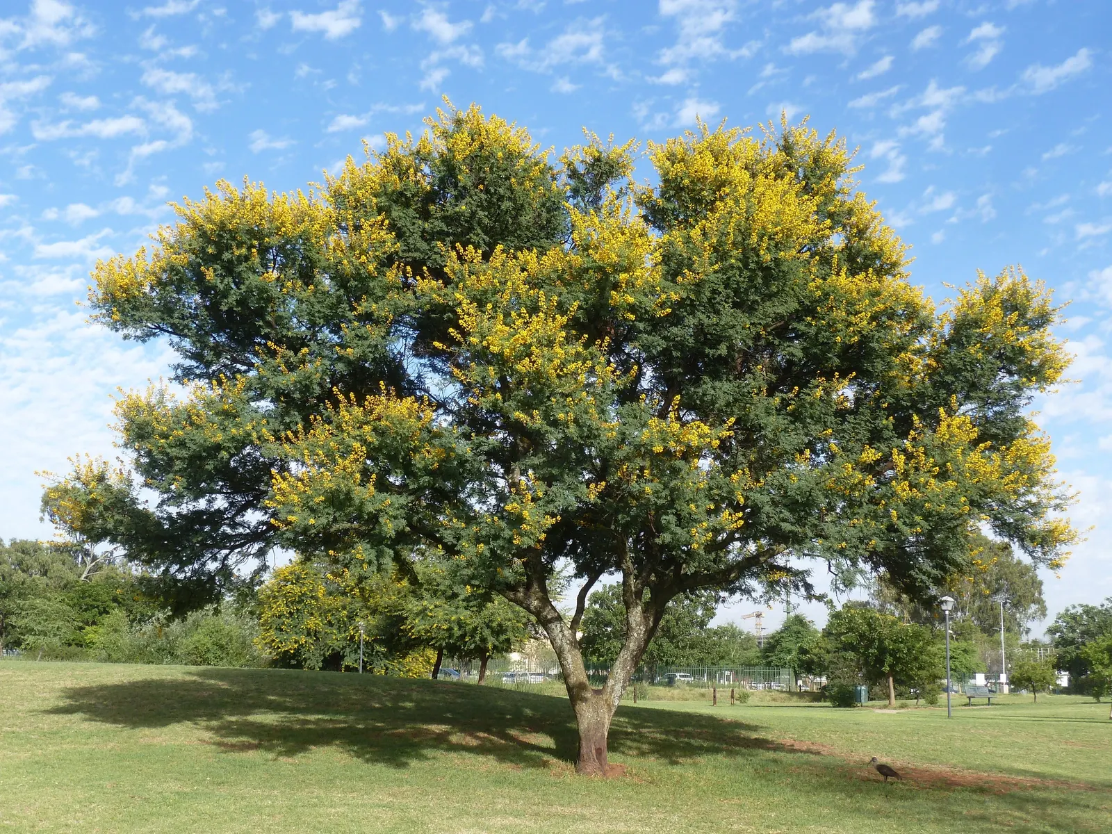 Sweet Acacia (Acacia Farnesiana) — shrub / tree with yellow blooms; adding further visual interest.<br><br>Adaptable to a wide range of soils