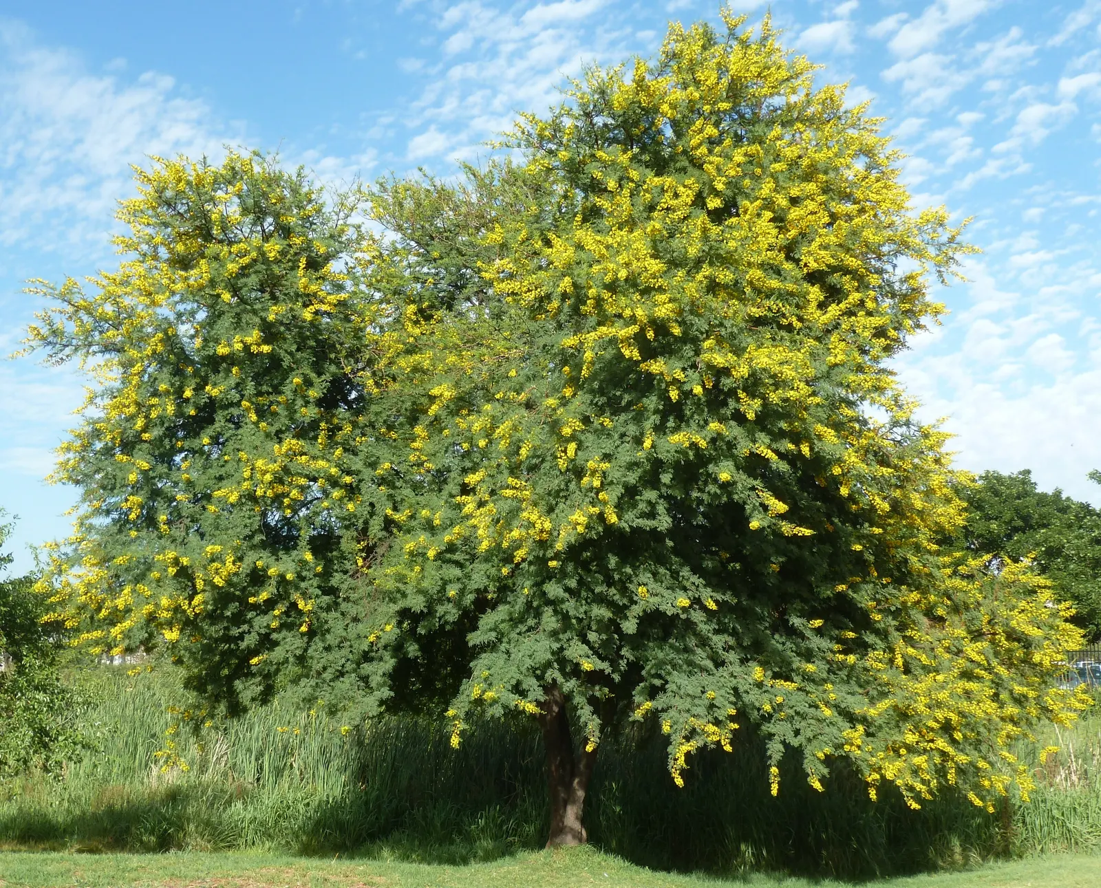 Sweet Acacia (Acacia Farnesiana) — and enhance the aesthetic value of this efflorescent specimen; shrub / tree with yellow blooms